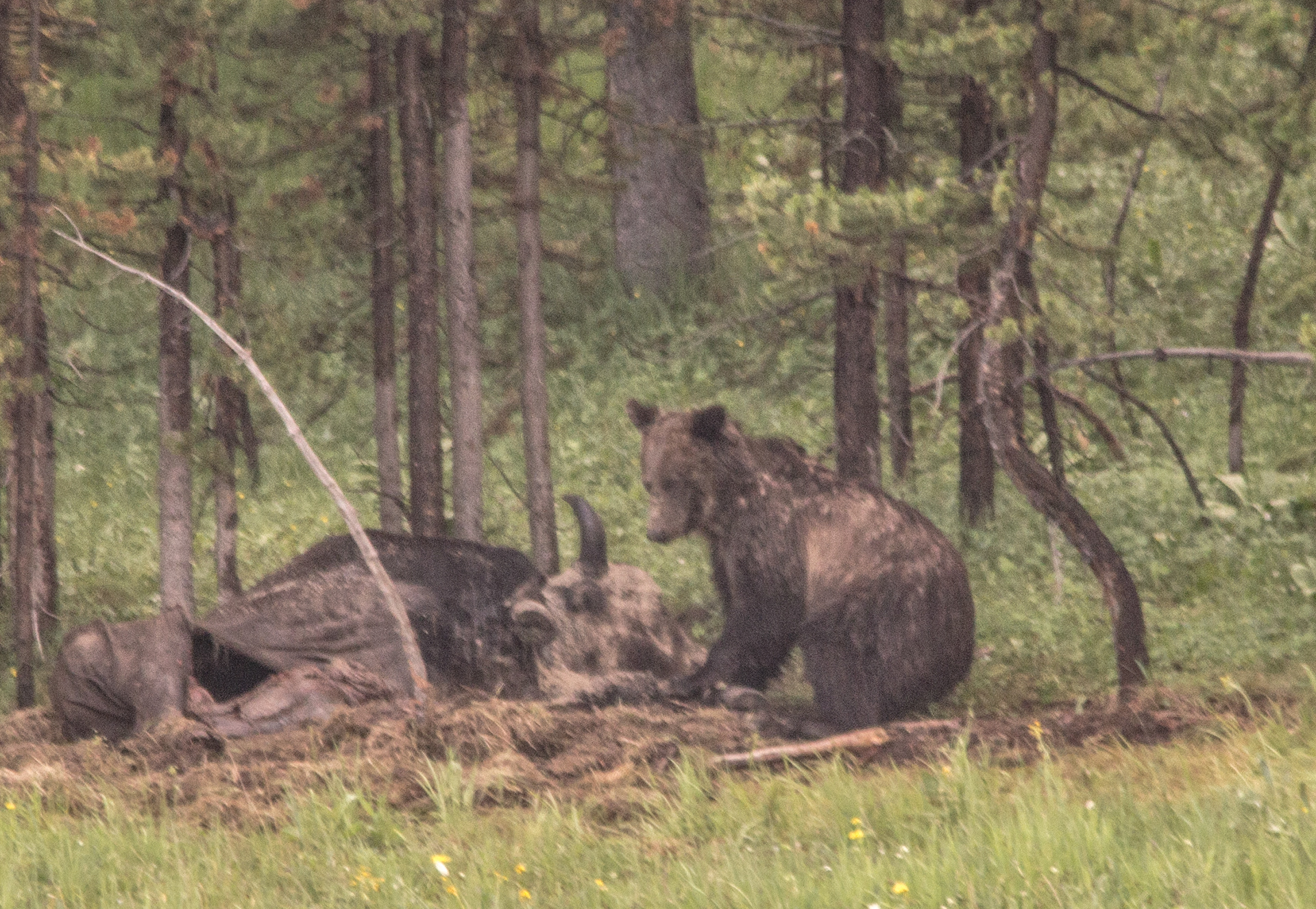 Grizzly with Bison