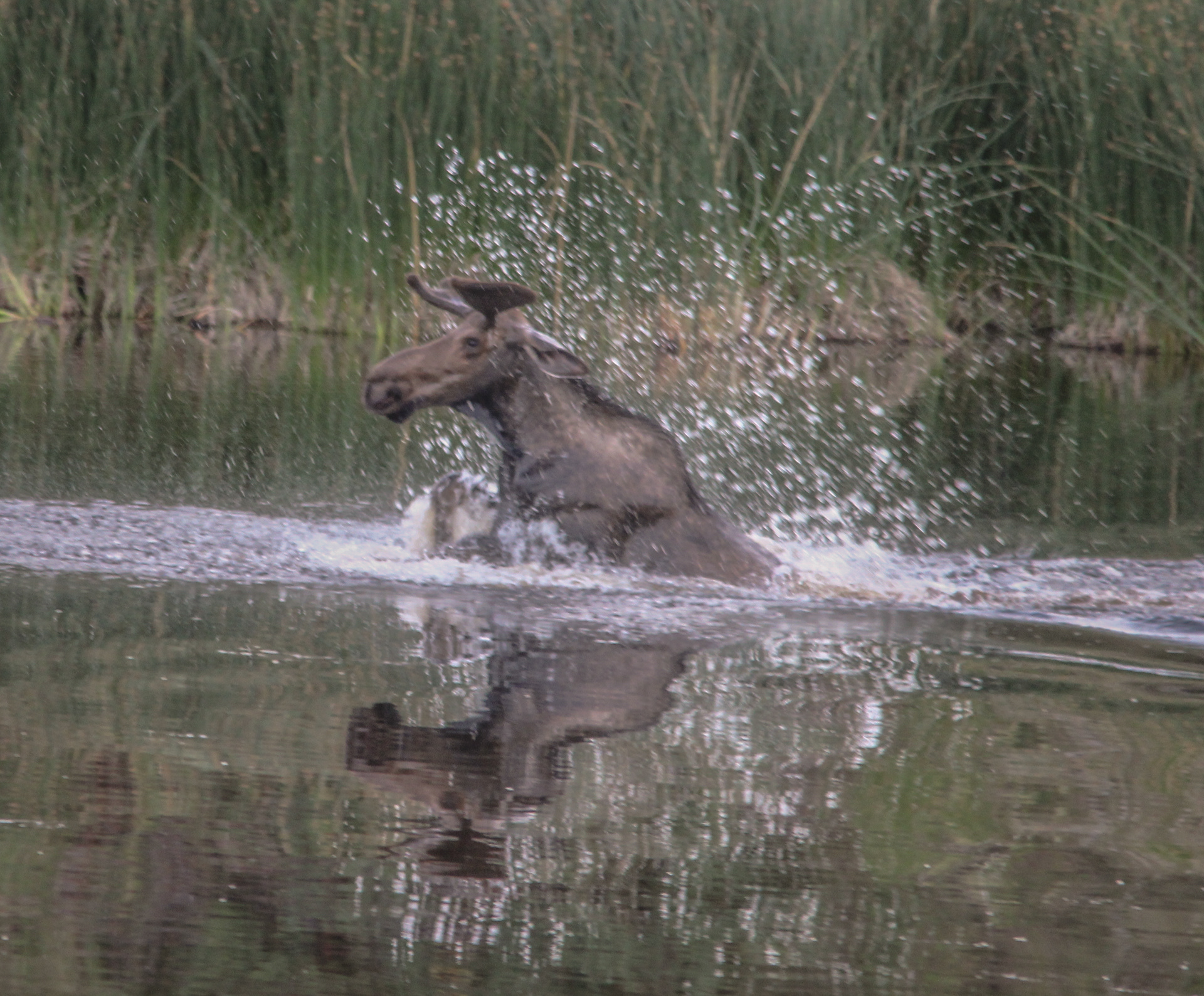 bathing moose 2