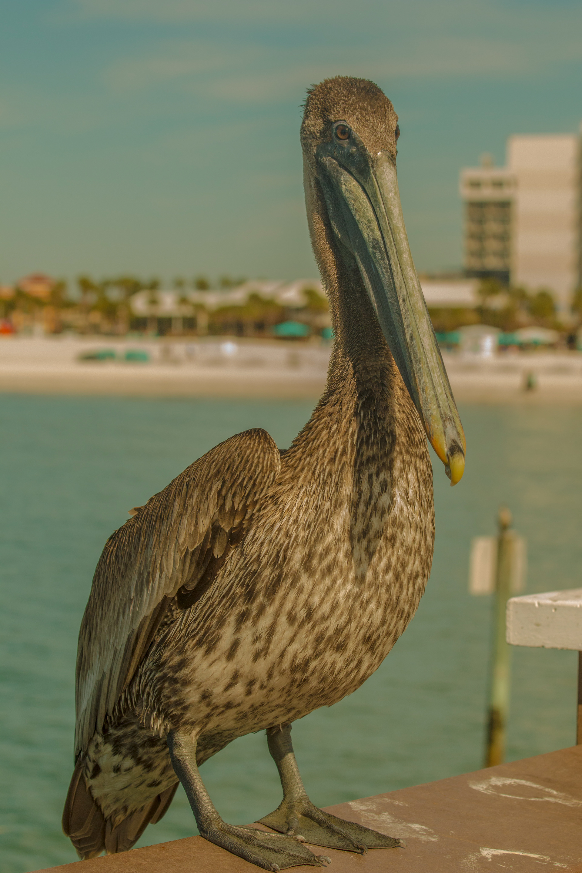 Pelican 2