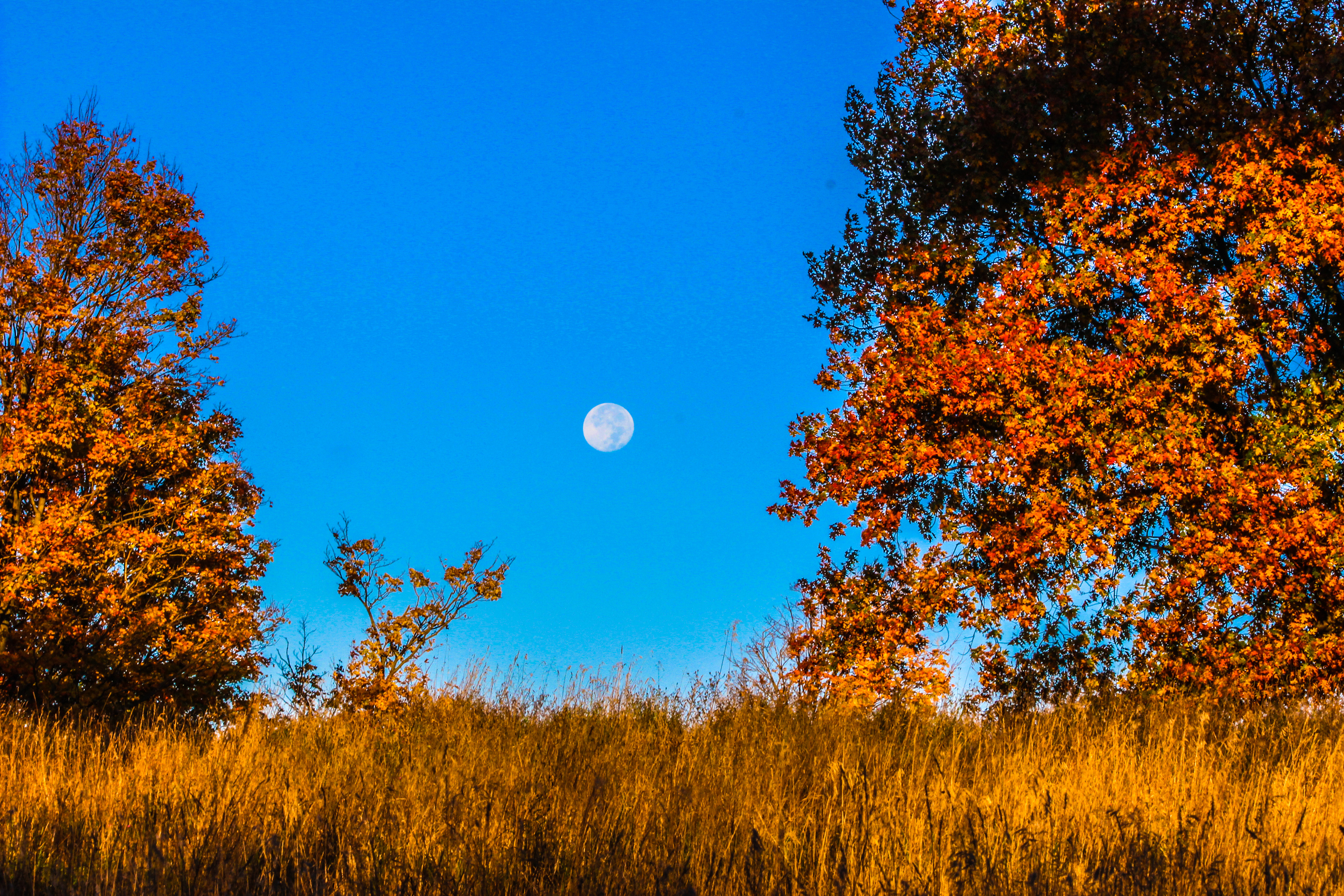 Moon in Fall Colors