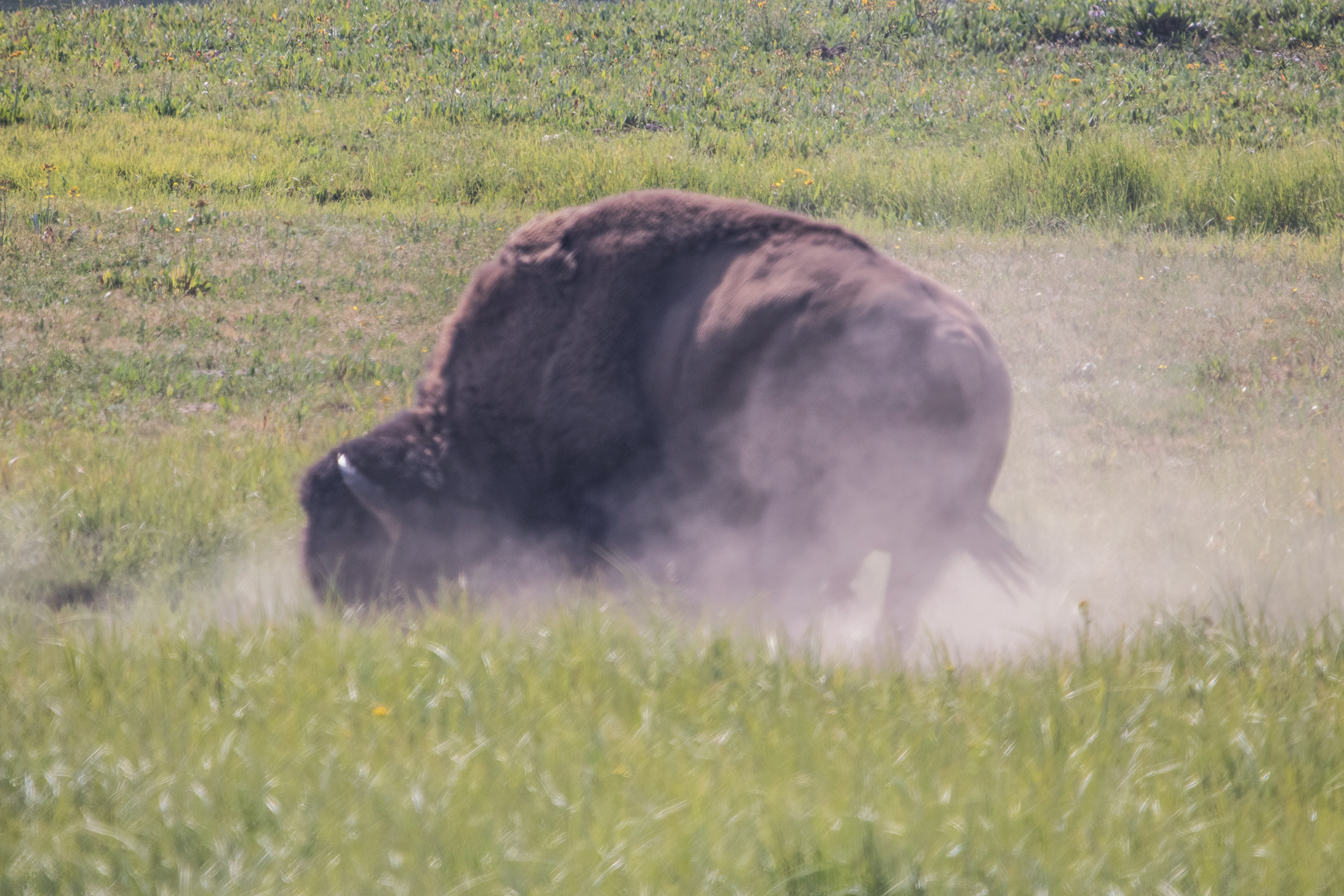 Bison Kicking up dust 2
