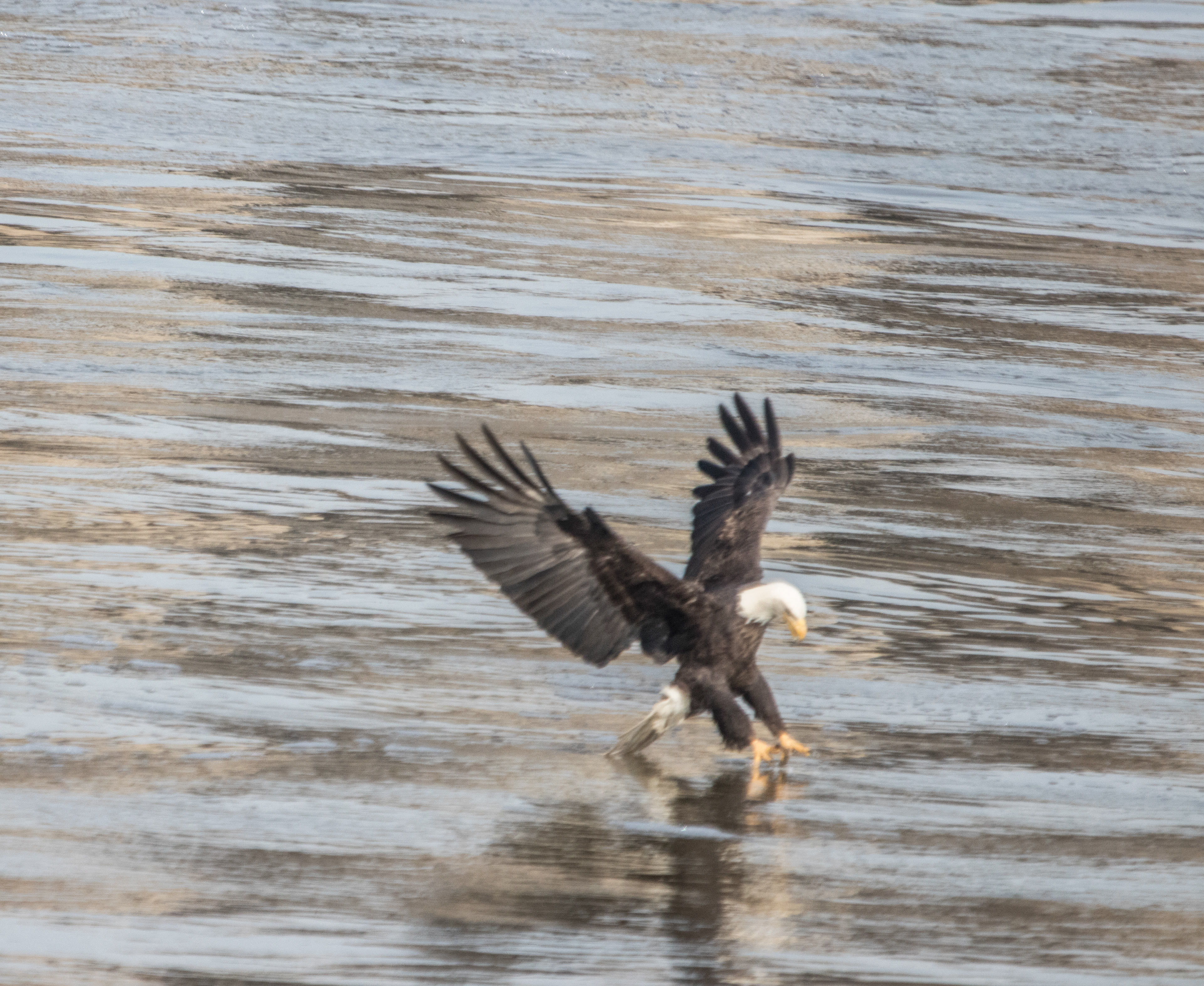 The Catch