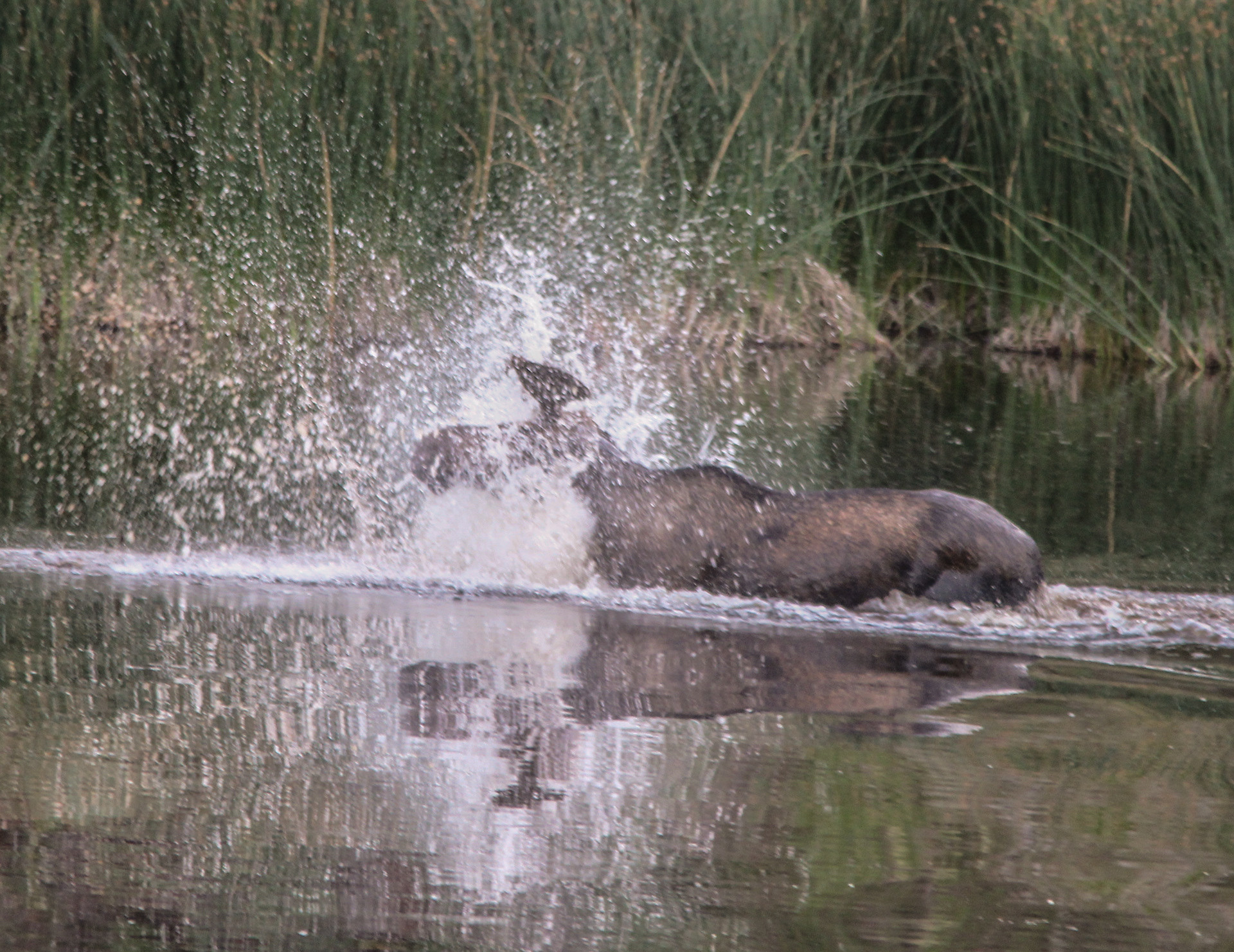 bathing moose 2