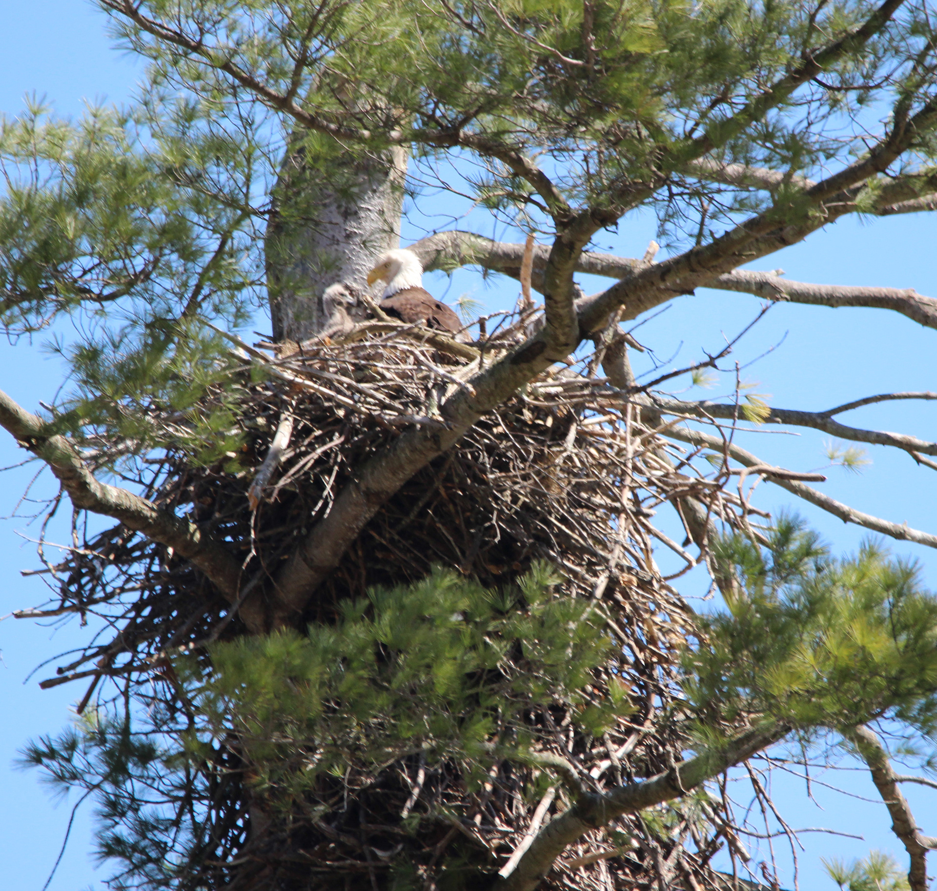 nest 1