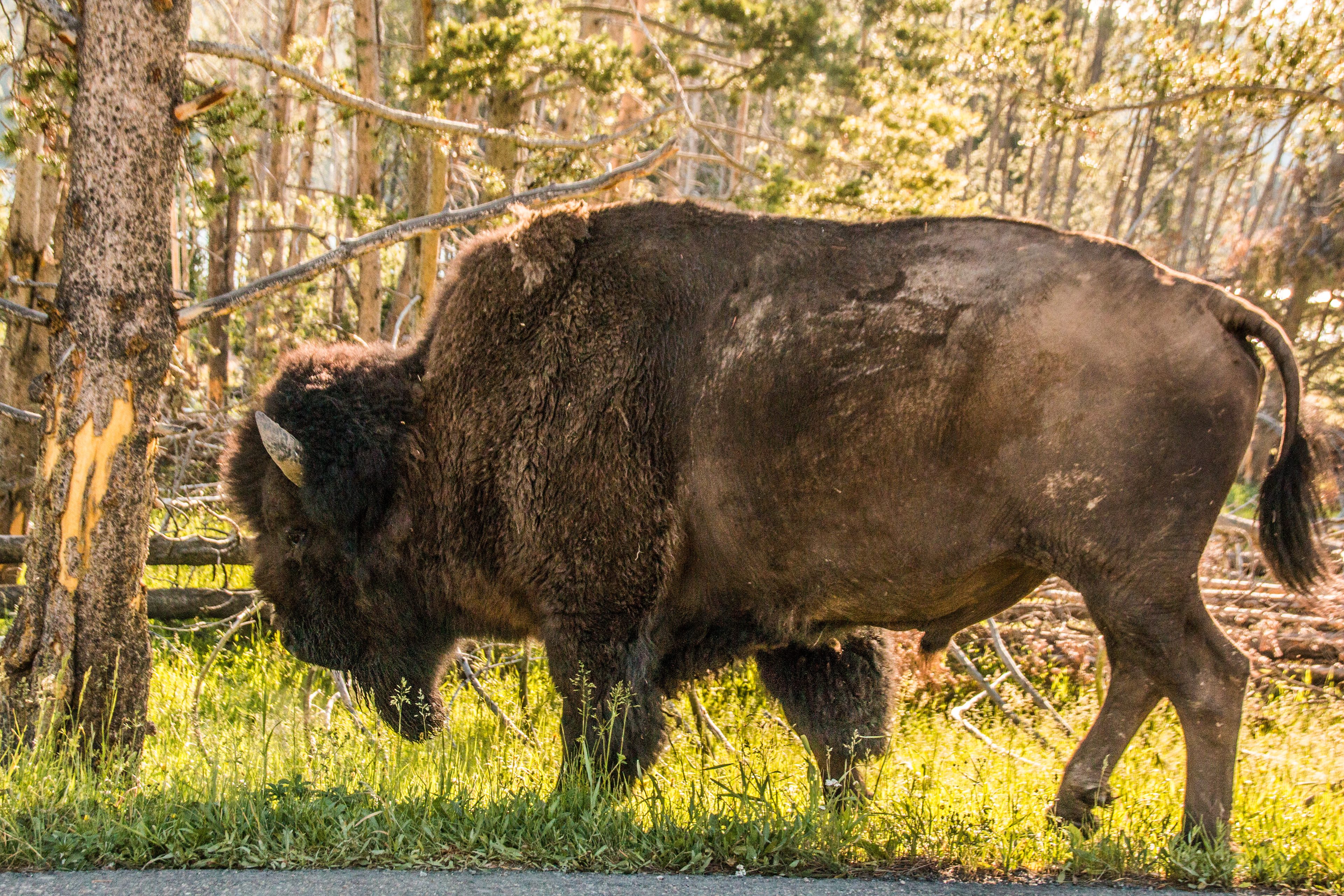 Bison Framed by The Sun