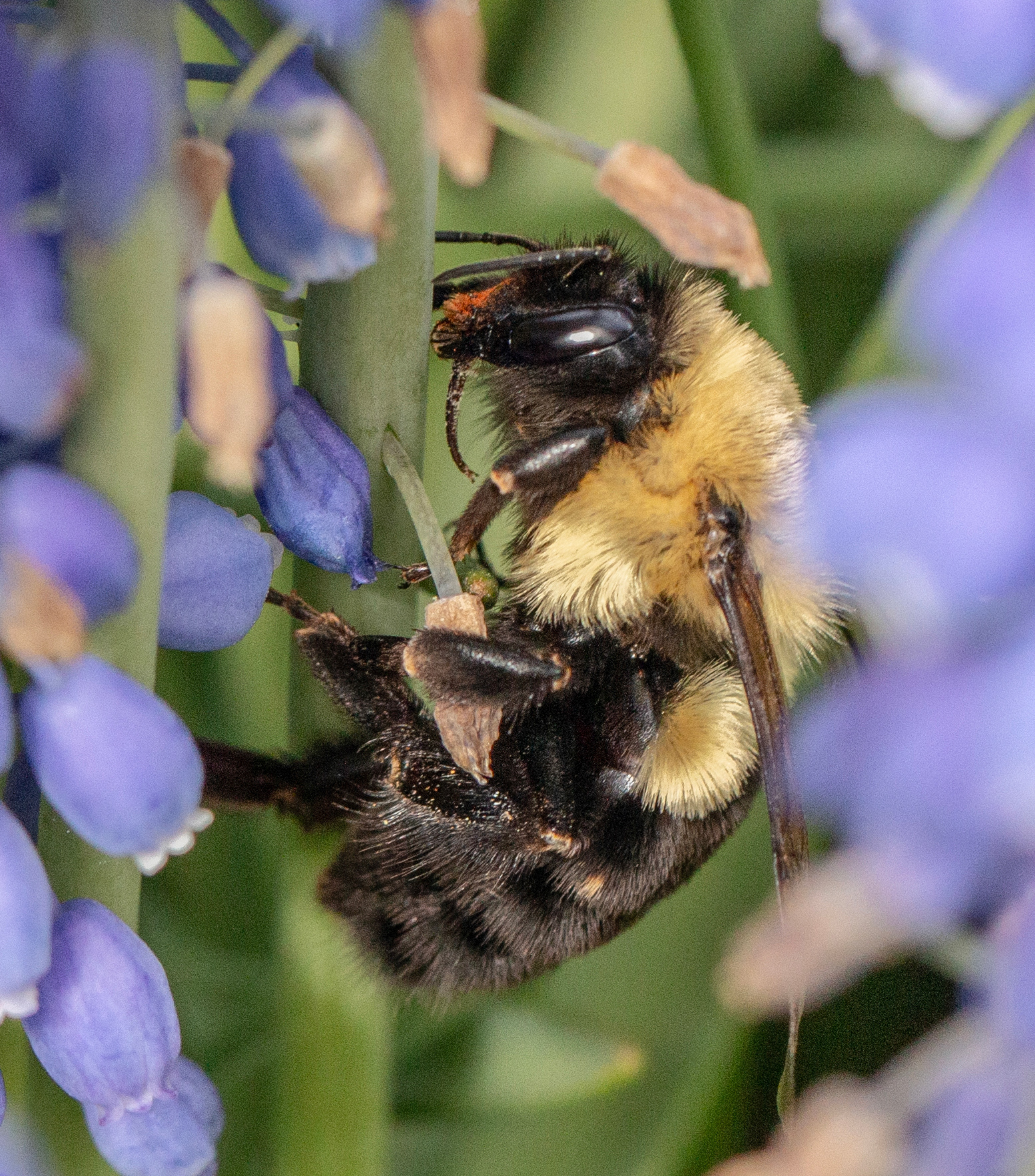 Spring Bee 1