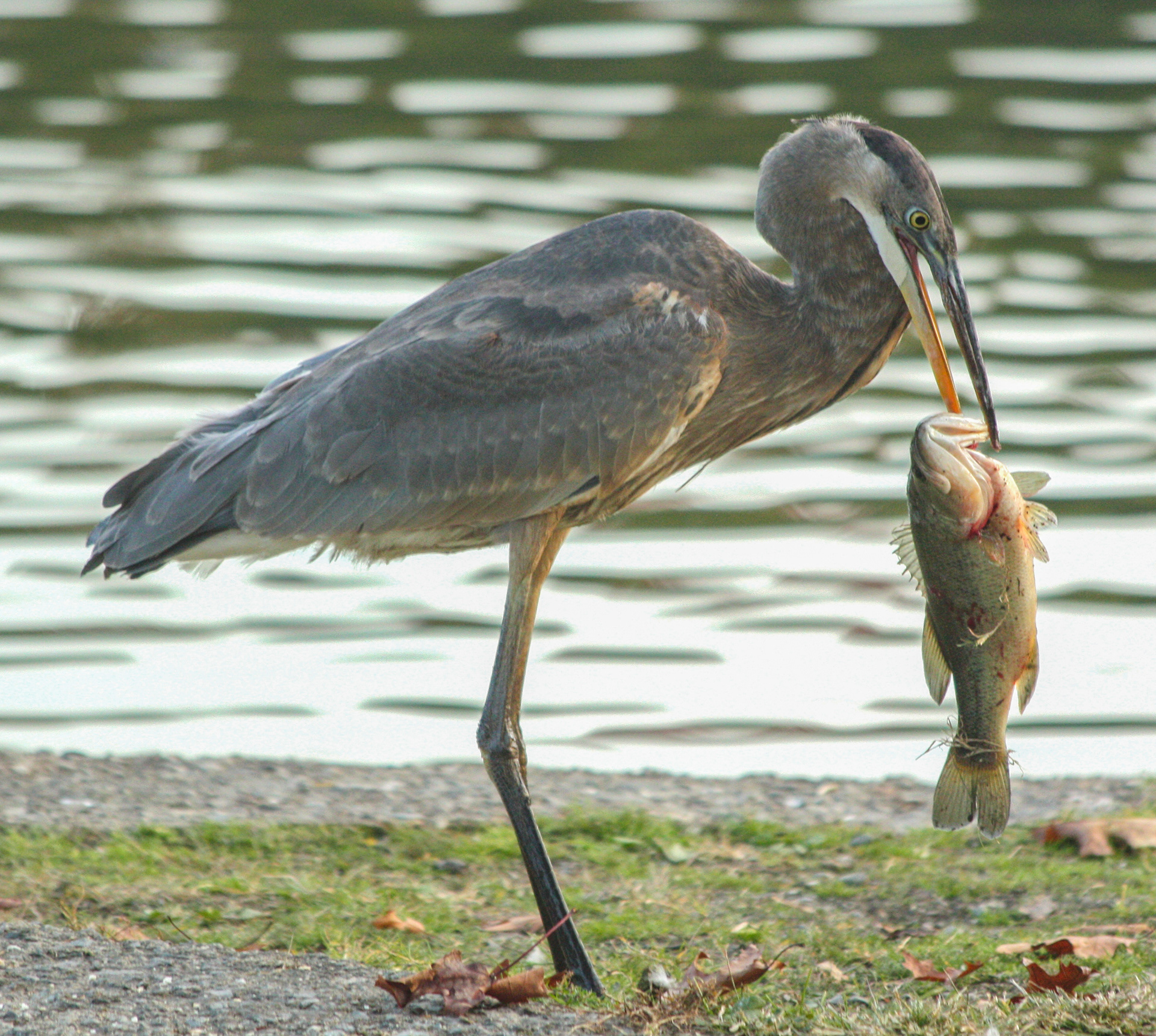 What a big fish