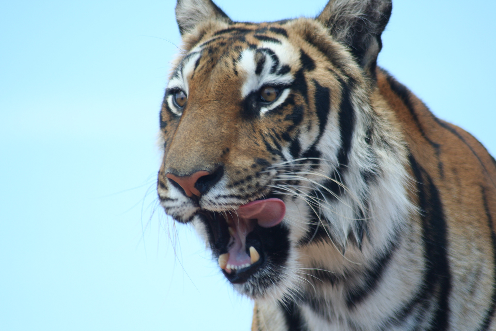 Tiger