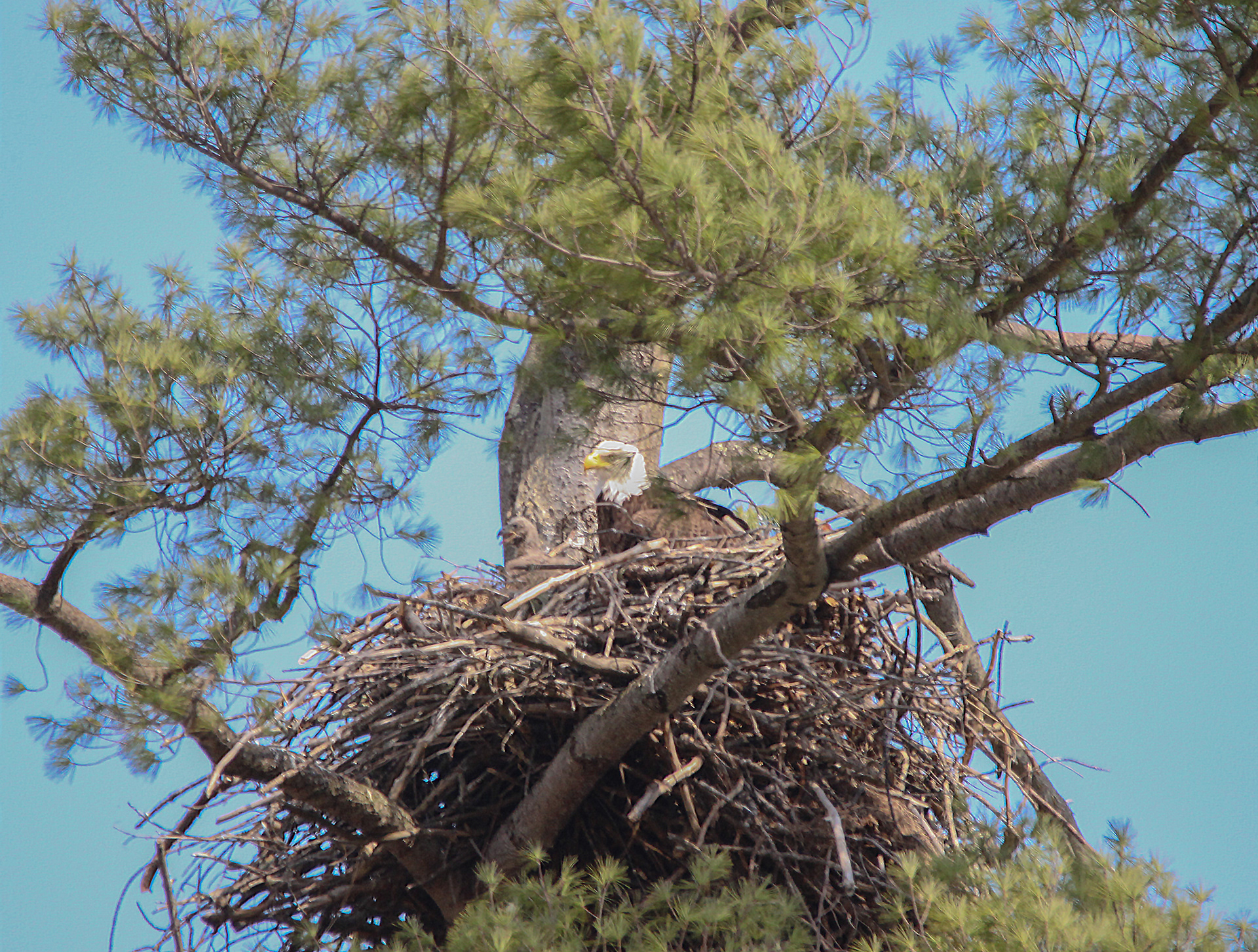 Nest with baby