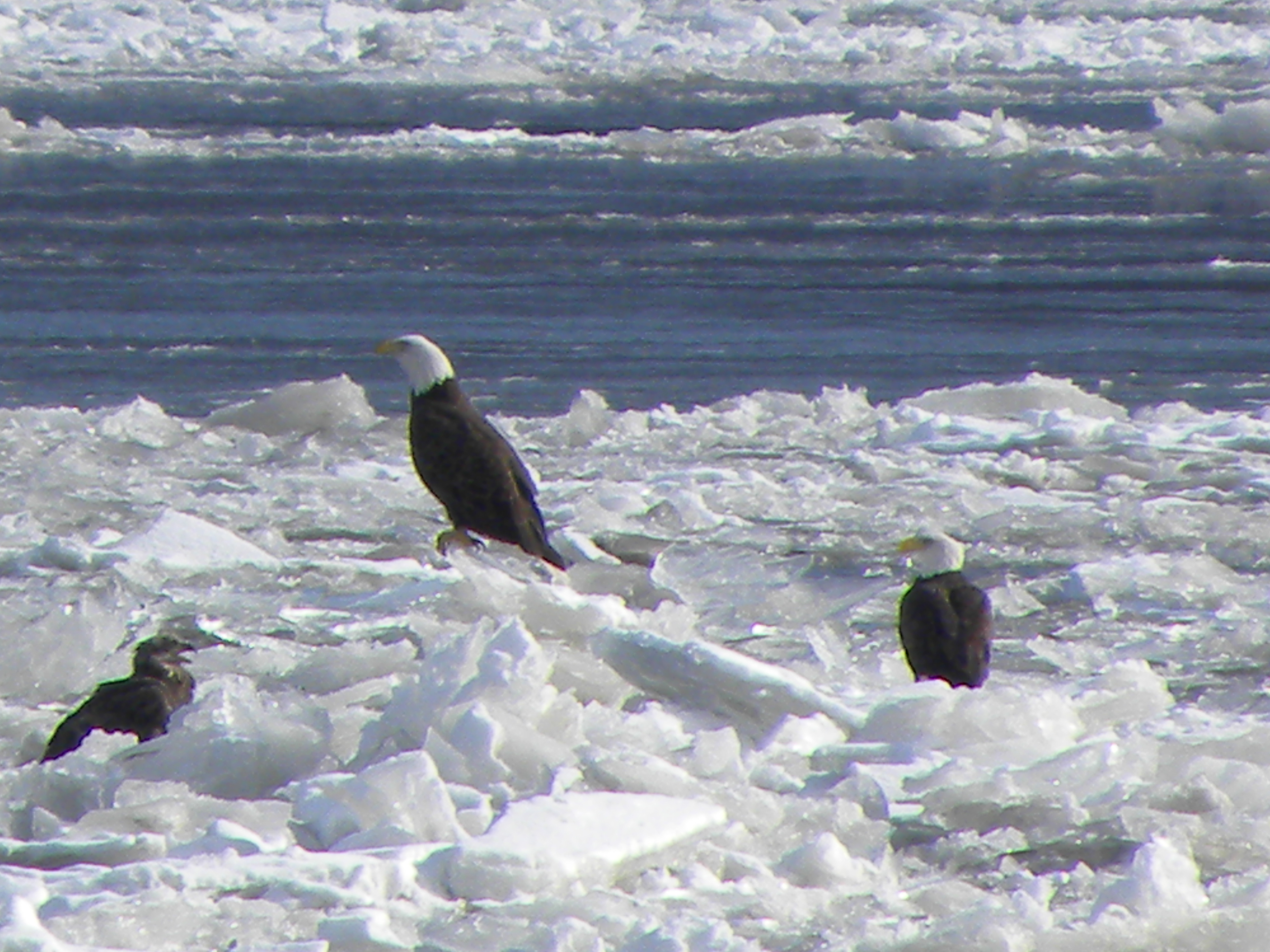 Family on Ice