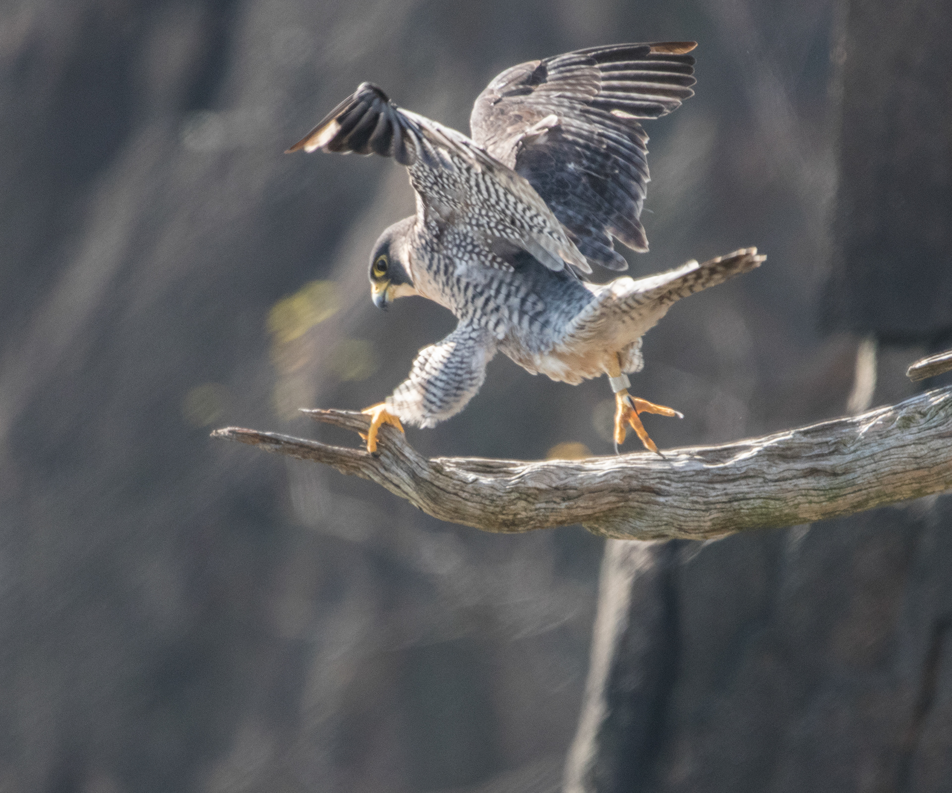 Perrigrine Falcon 1