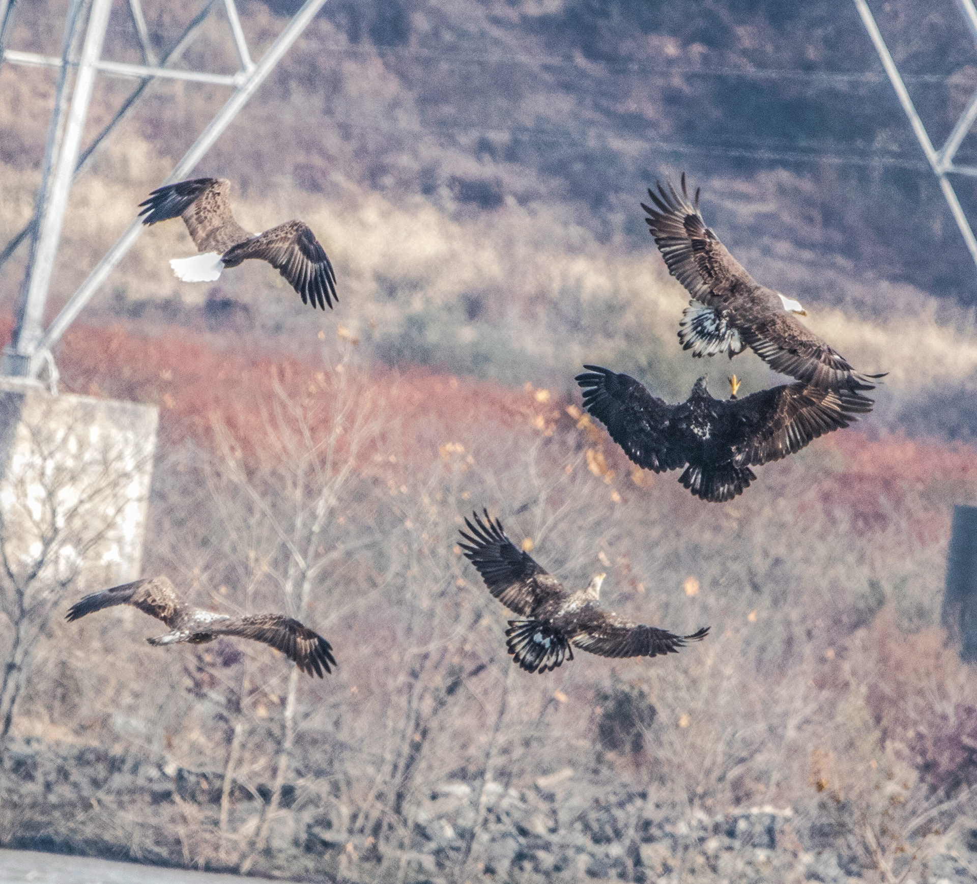 crazy eagles