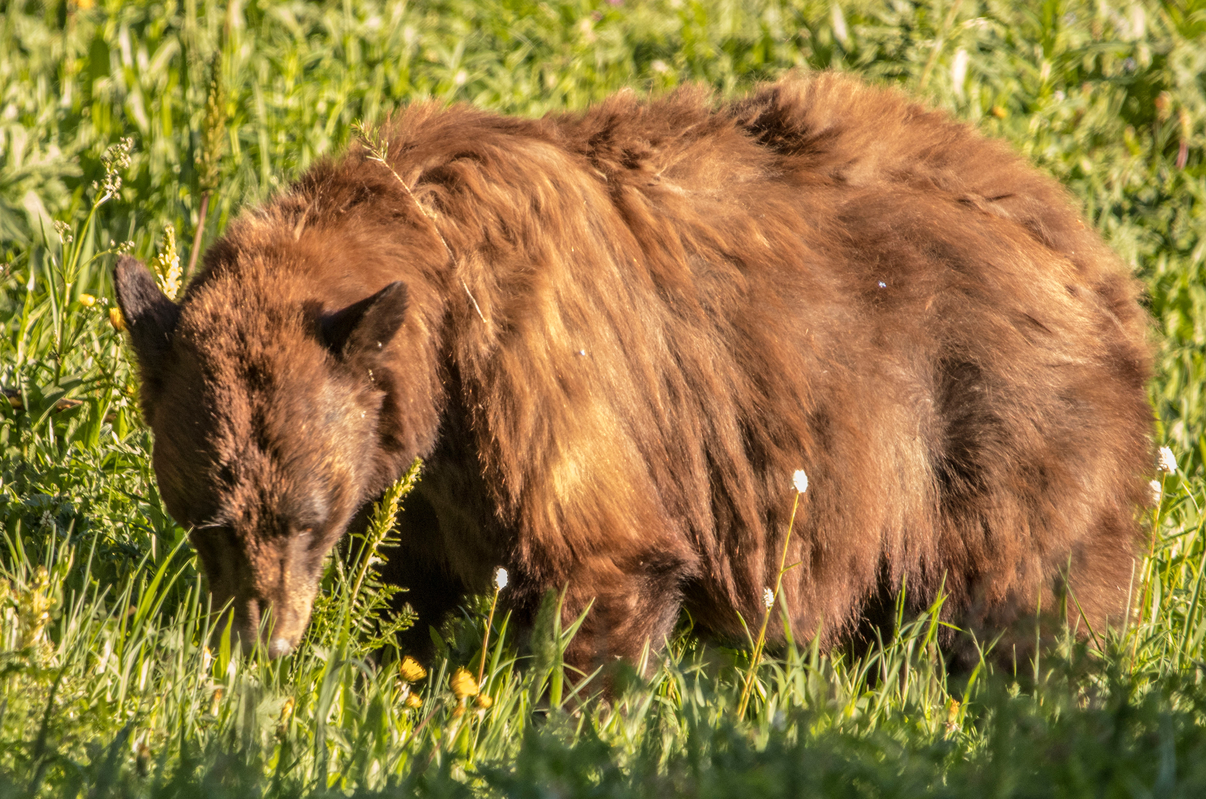 Grizzly in Field