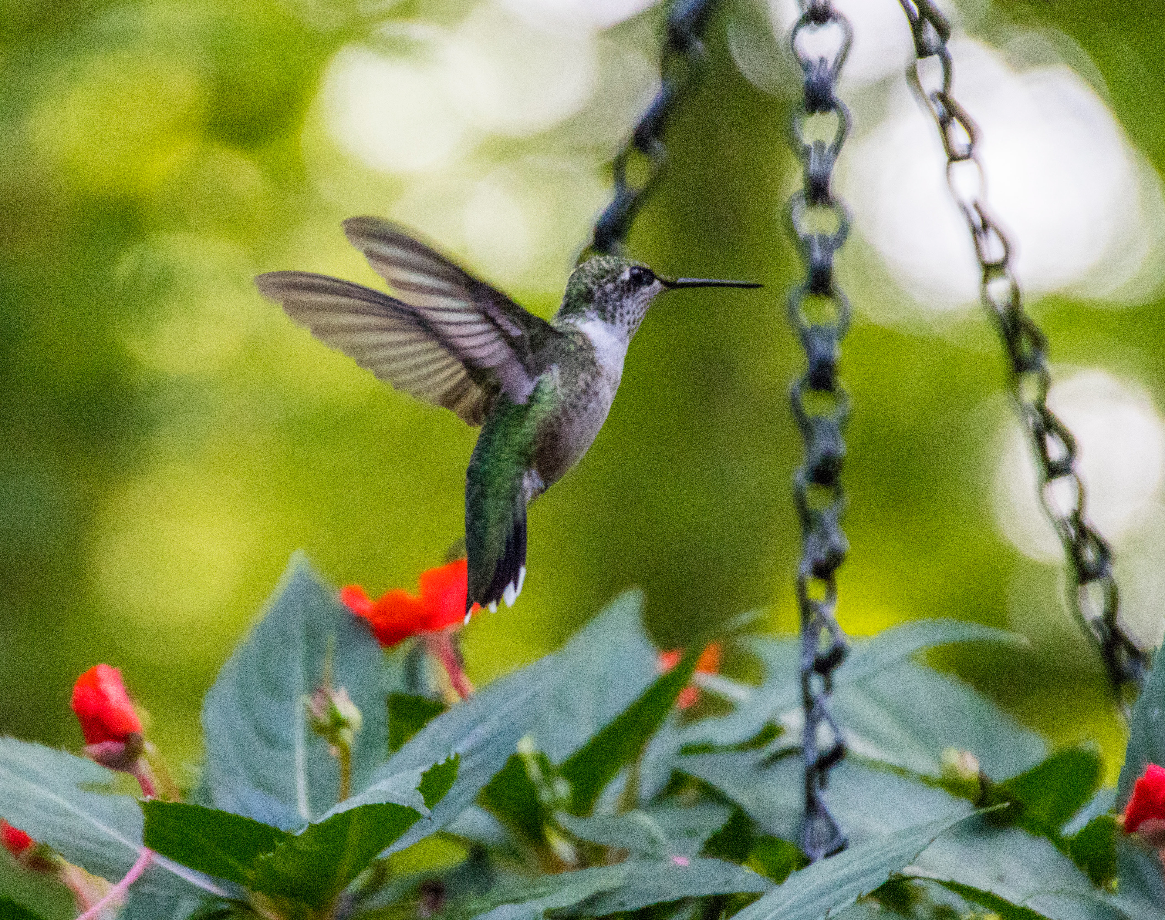 Hummingbird