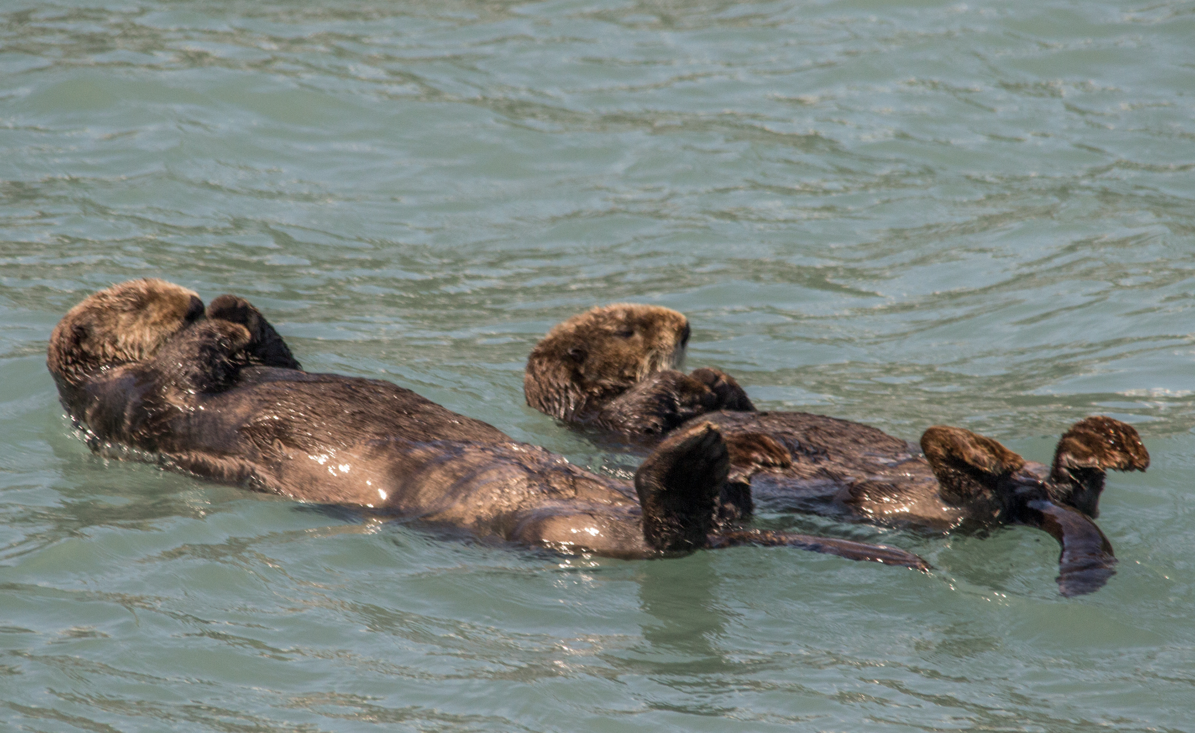 Relaxing Sea Otters
