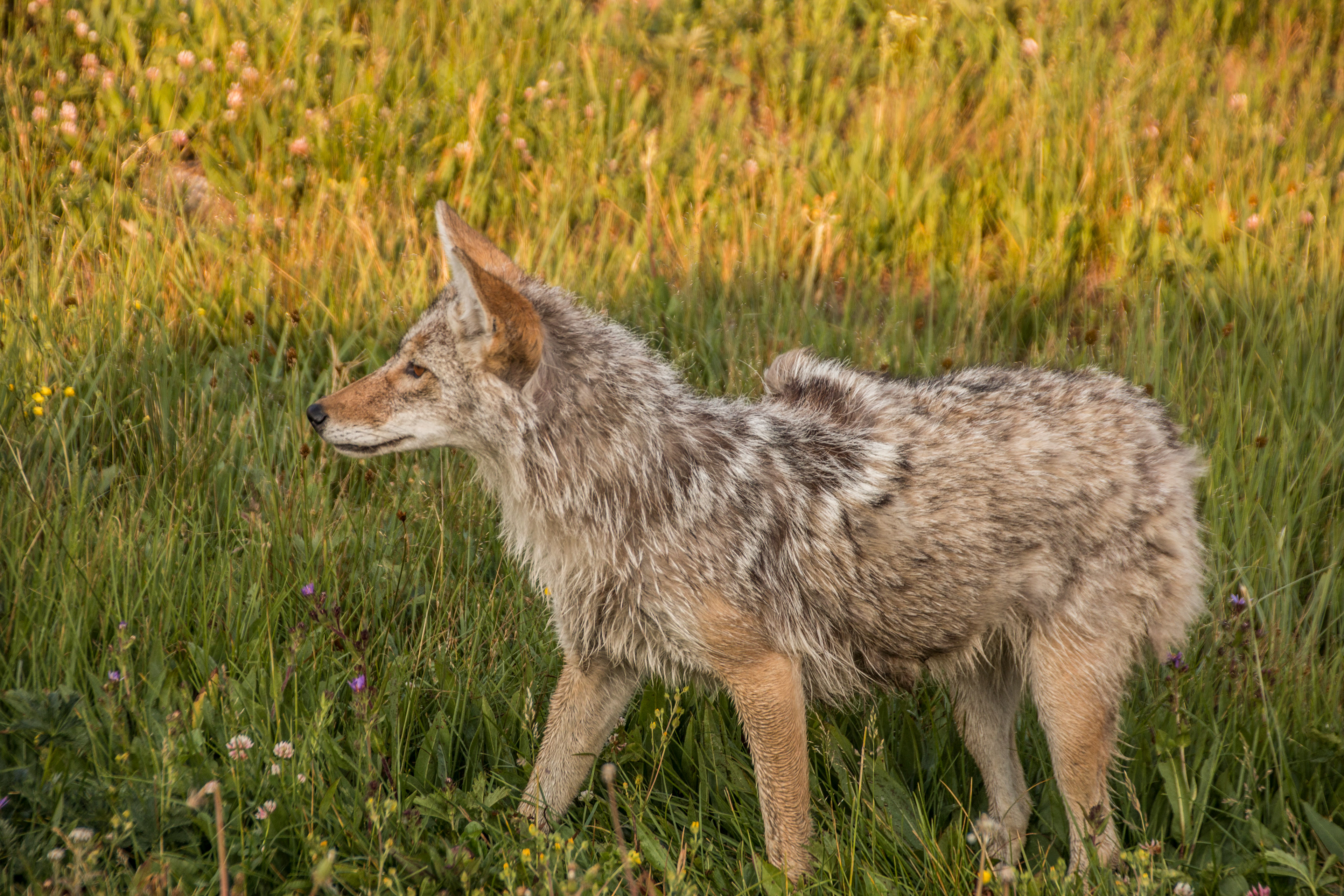 Yellowstone Coyote