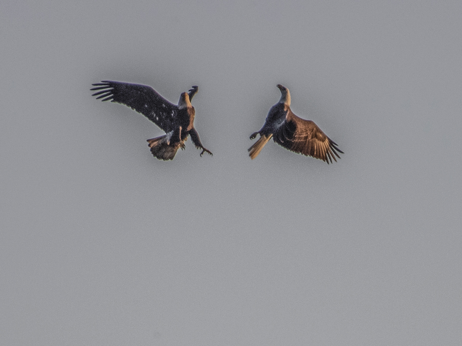 fighting eagles