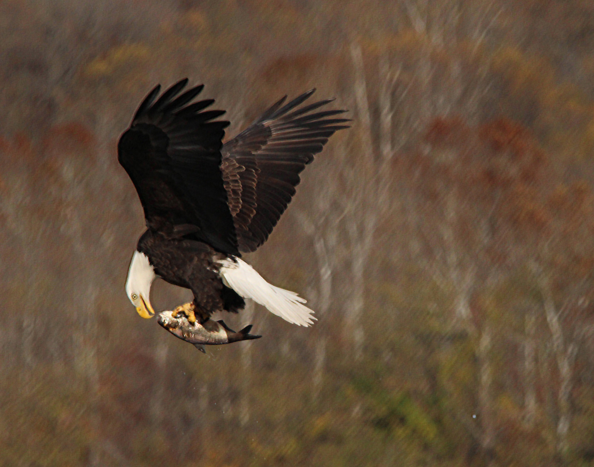 Mid Air Snack