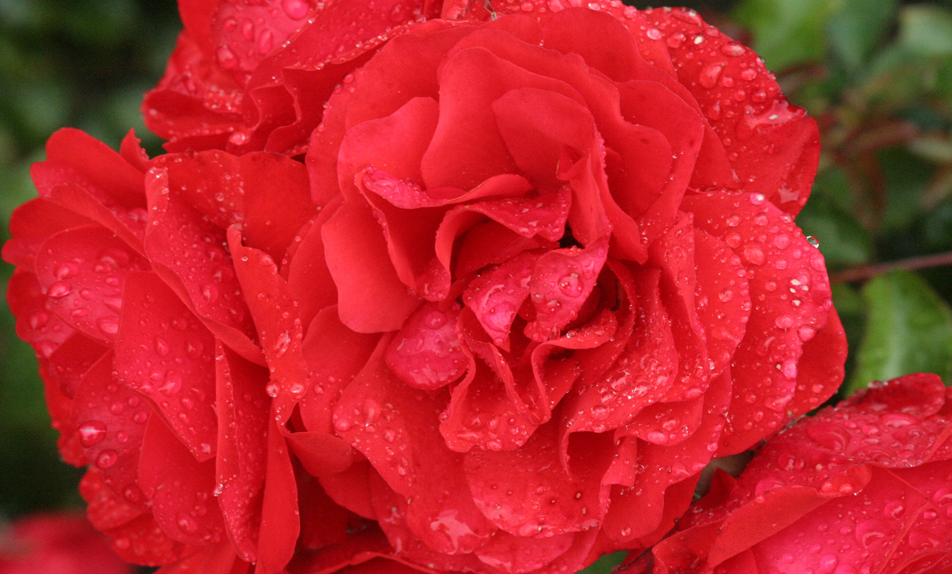 Rain Soaked Roses
