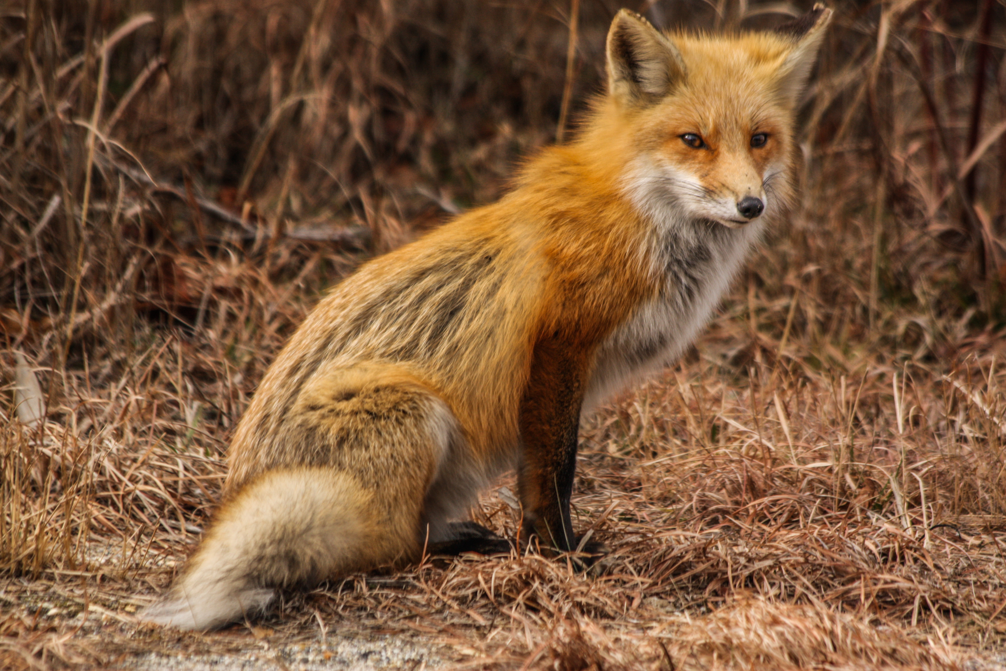 Watchful Fox
