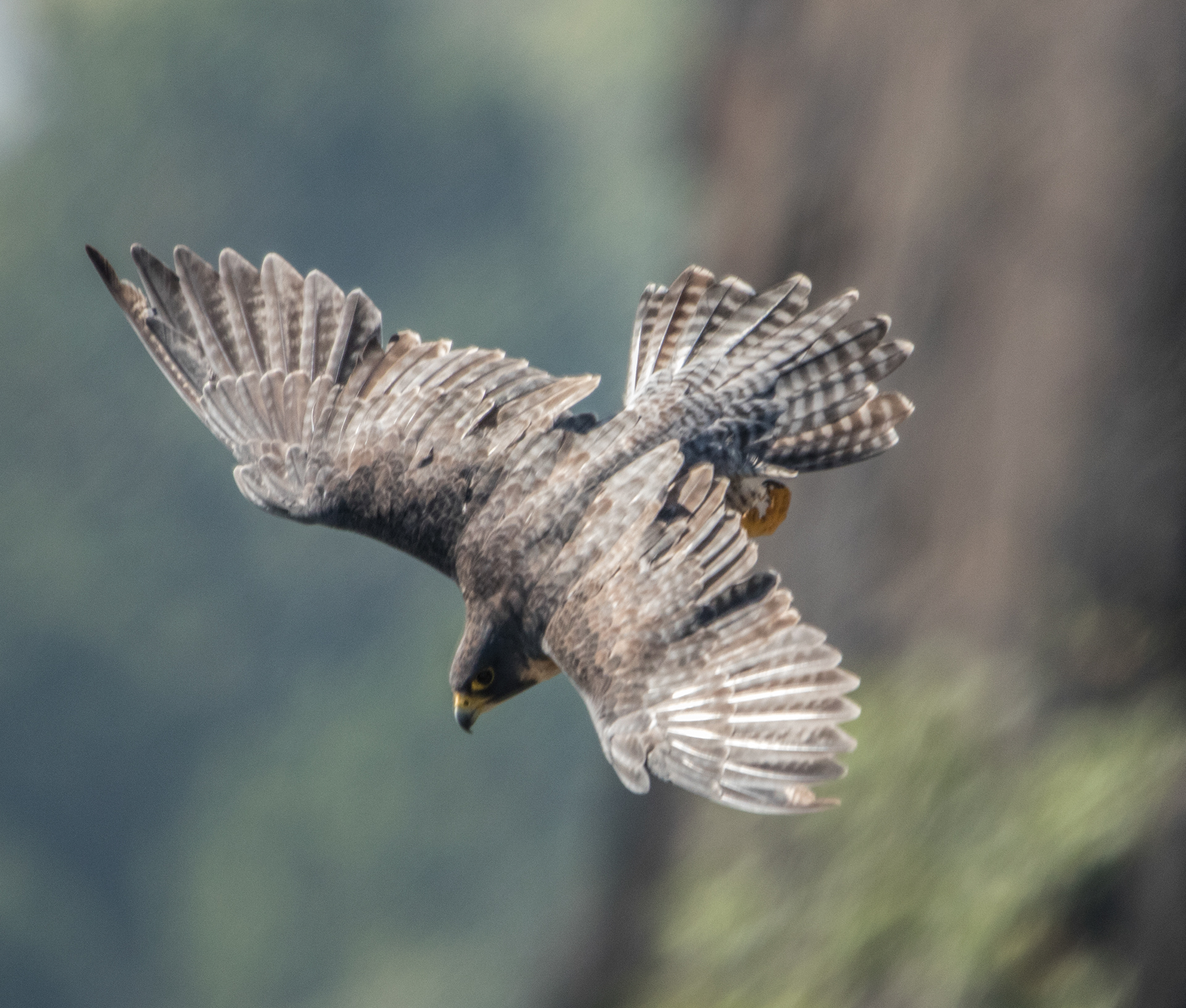 Perrigrine in Flight 2