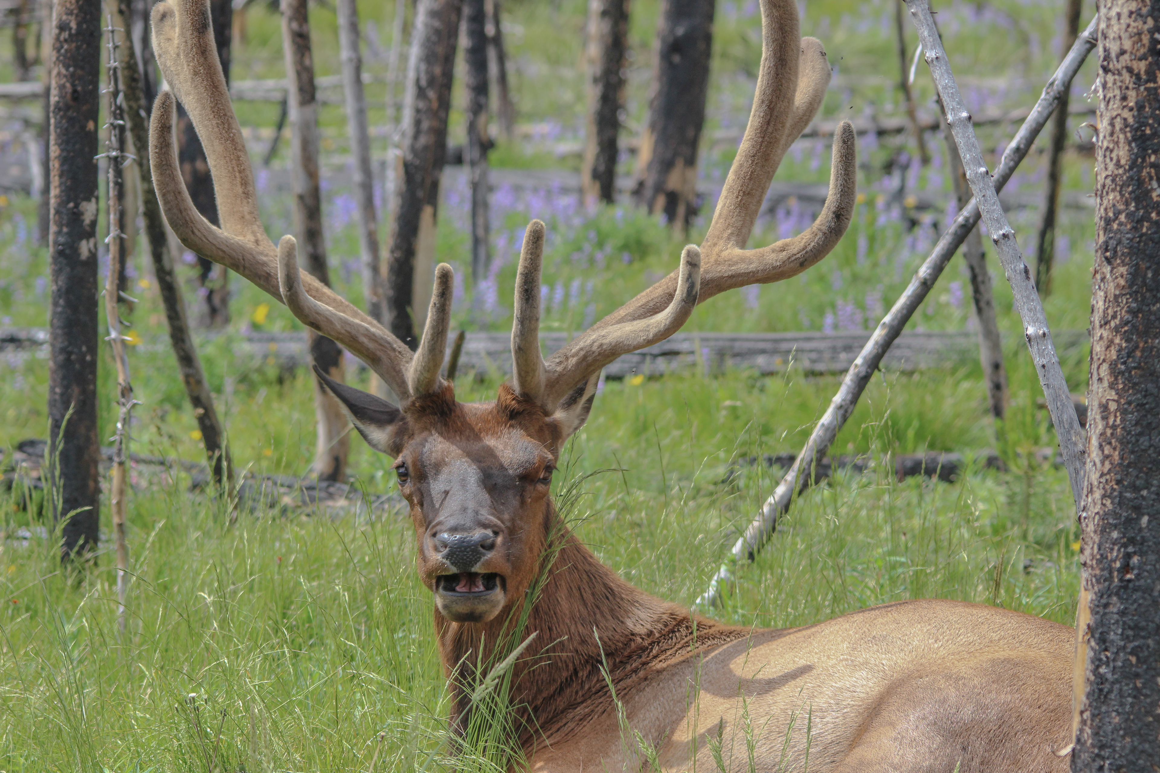 Elk Just Chillin