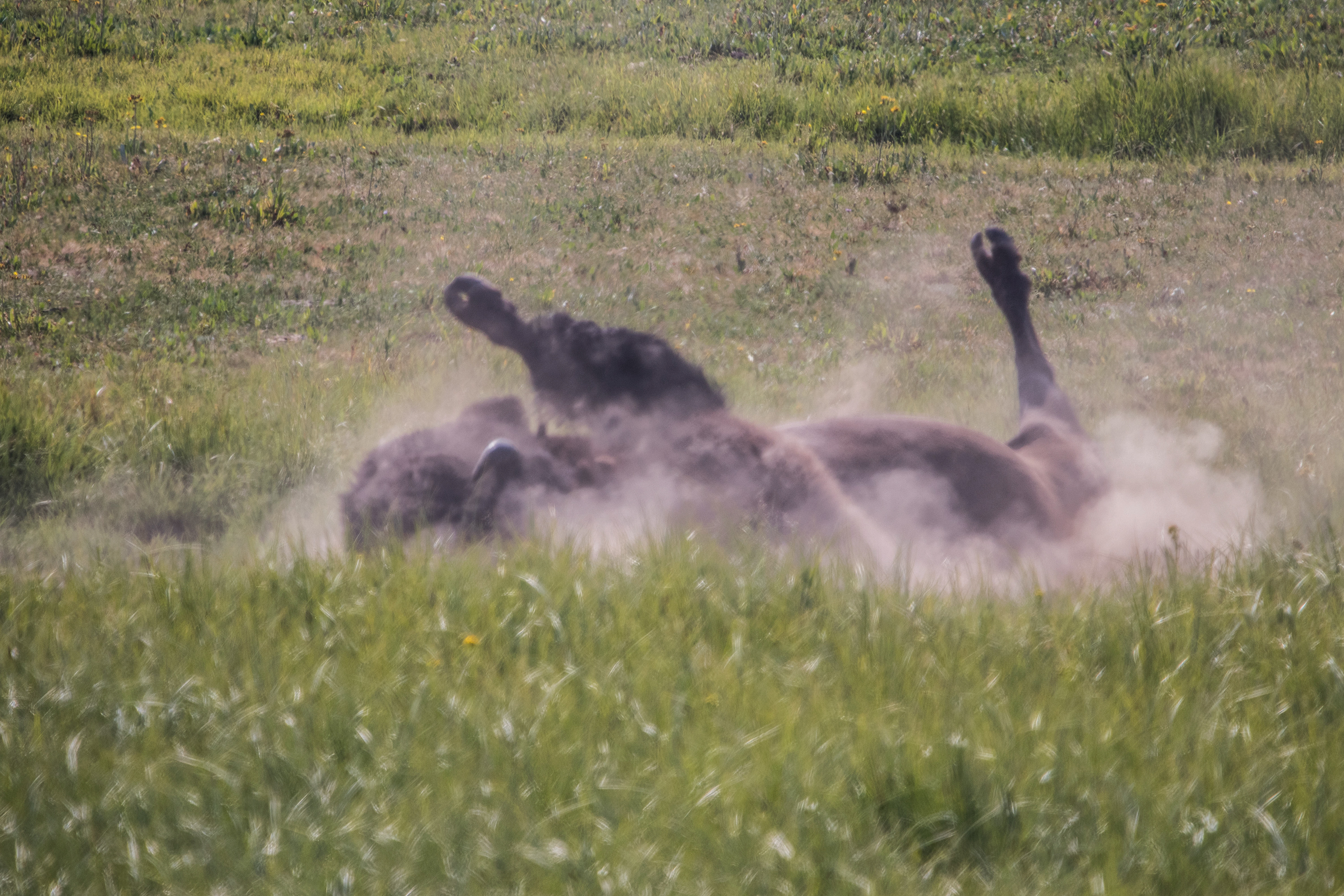 Bison Kicking Up Dust