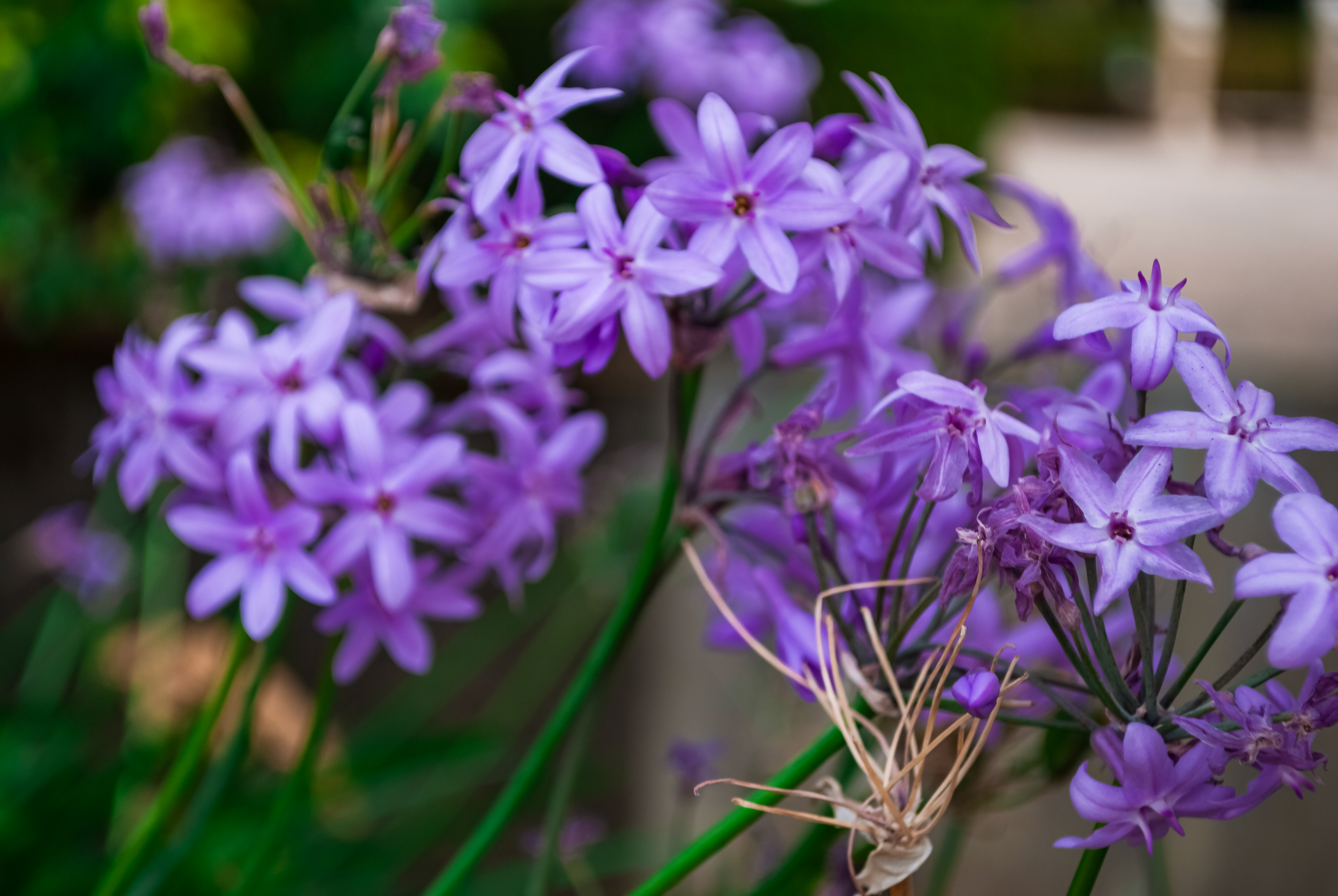 Floricultura Lusitana — imagem 3