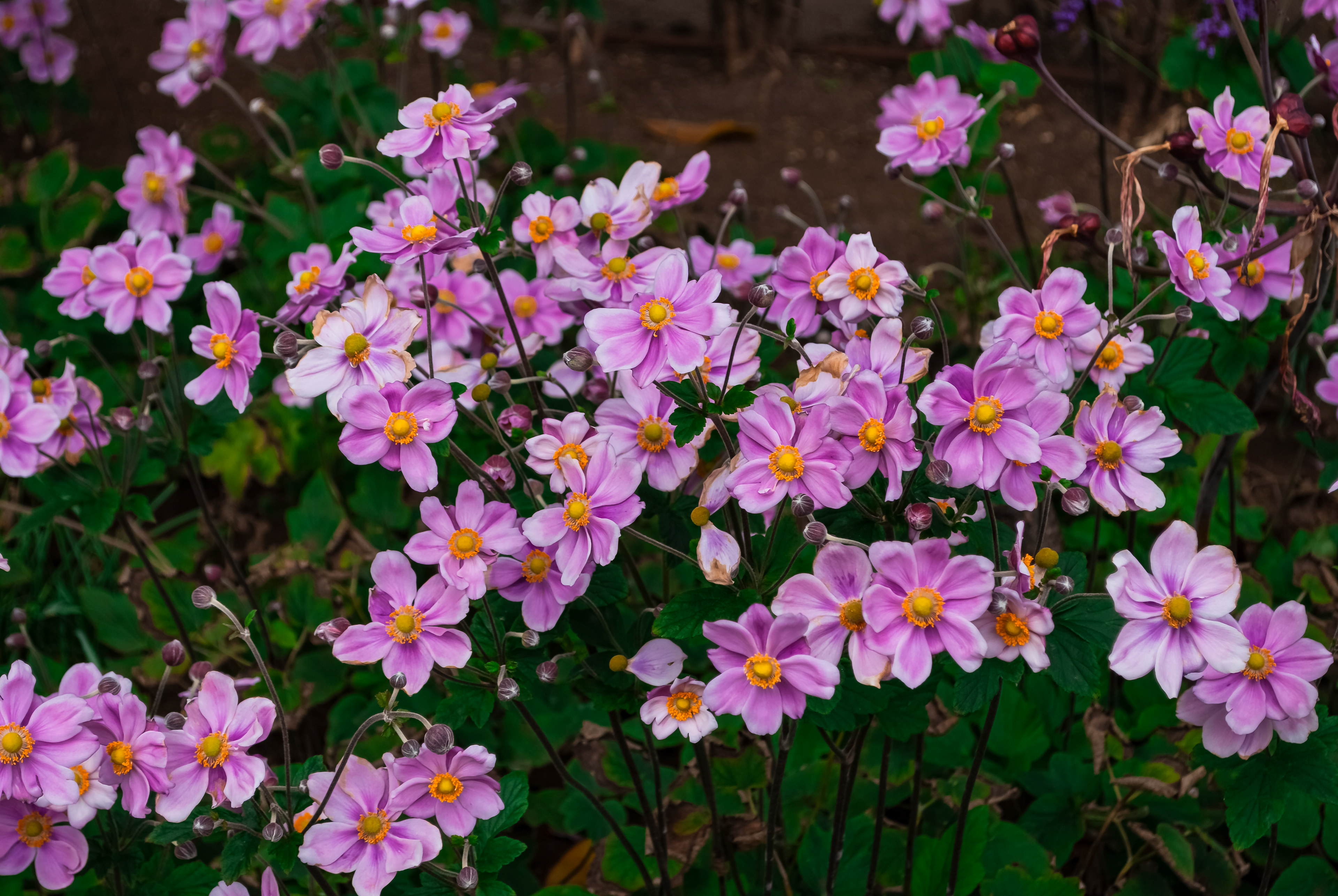 Floricultura Lusitana — imagem 29