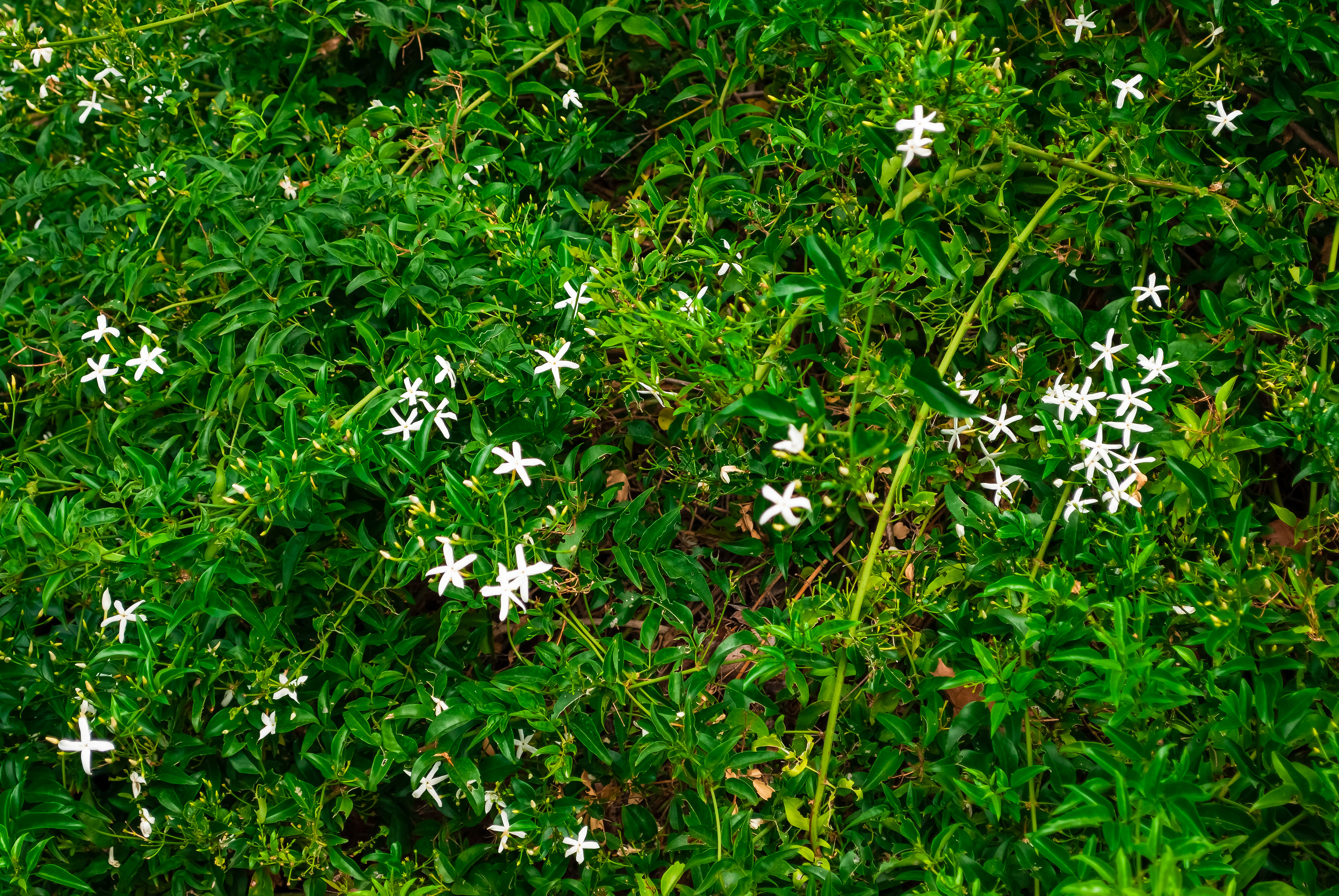Floricultura Lusitana — imagem 10