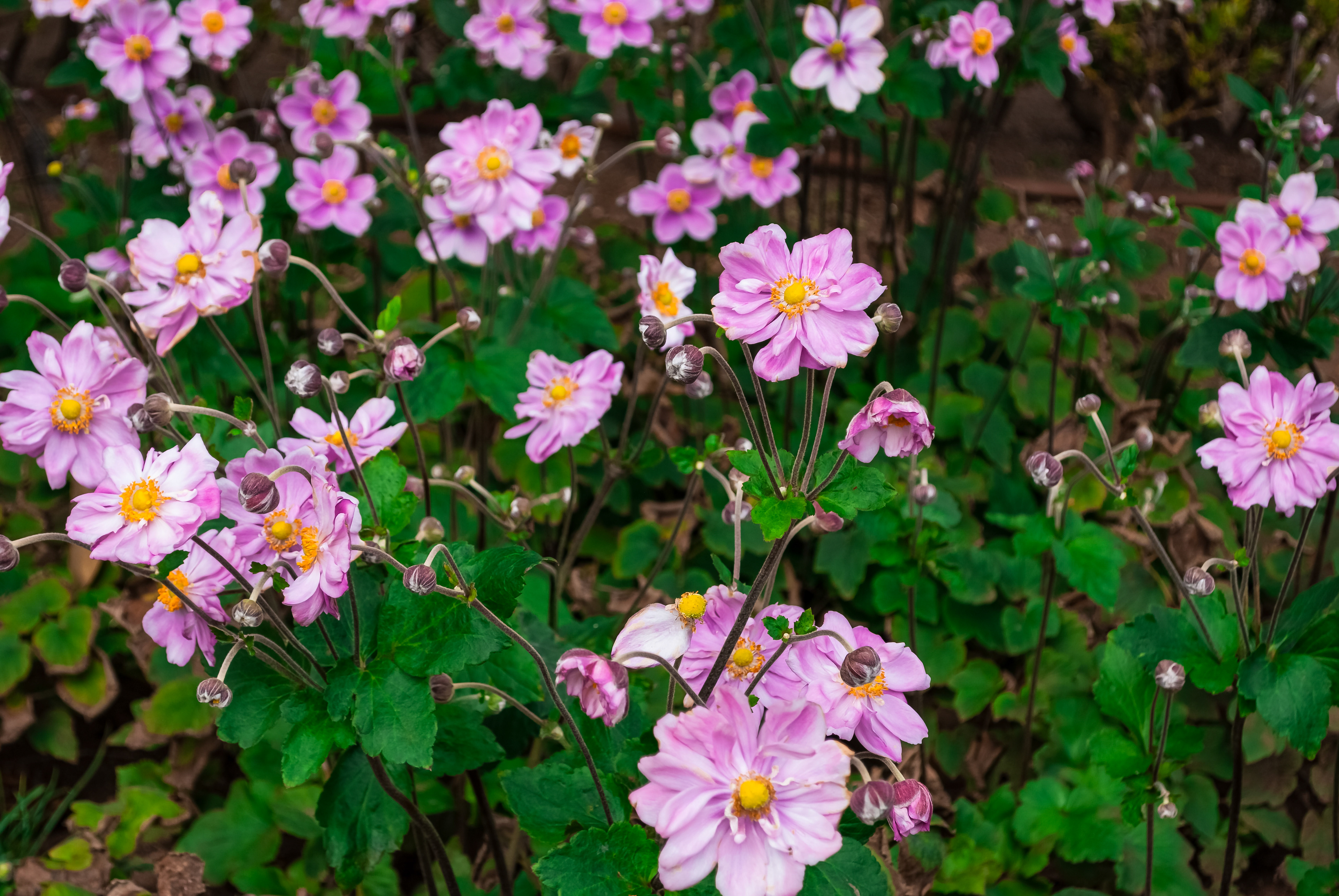 Floricultura Lusitana — imagem 28