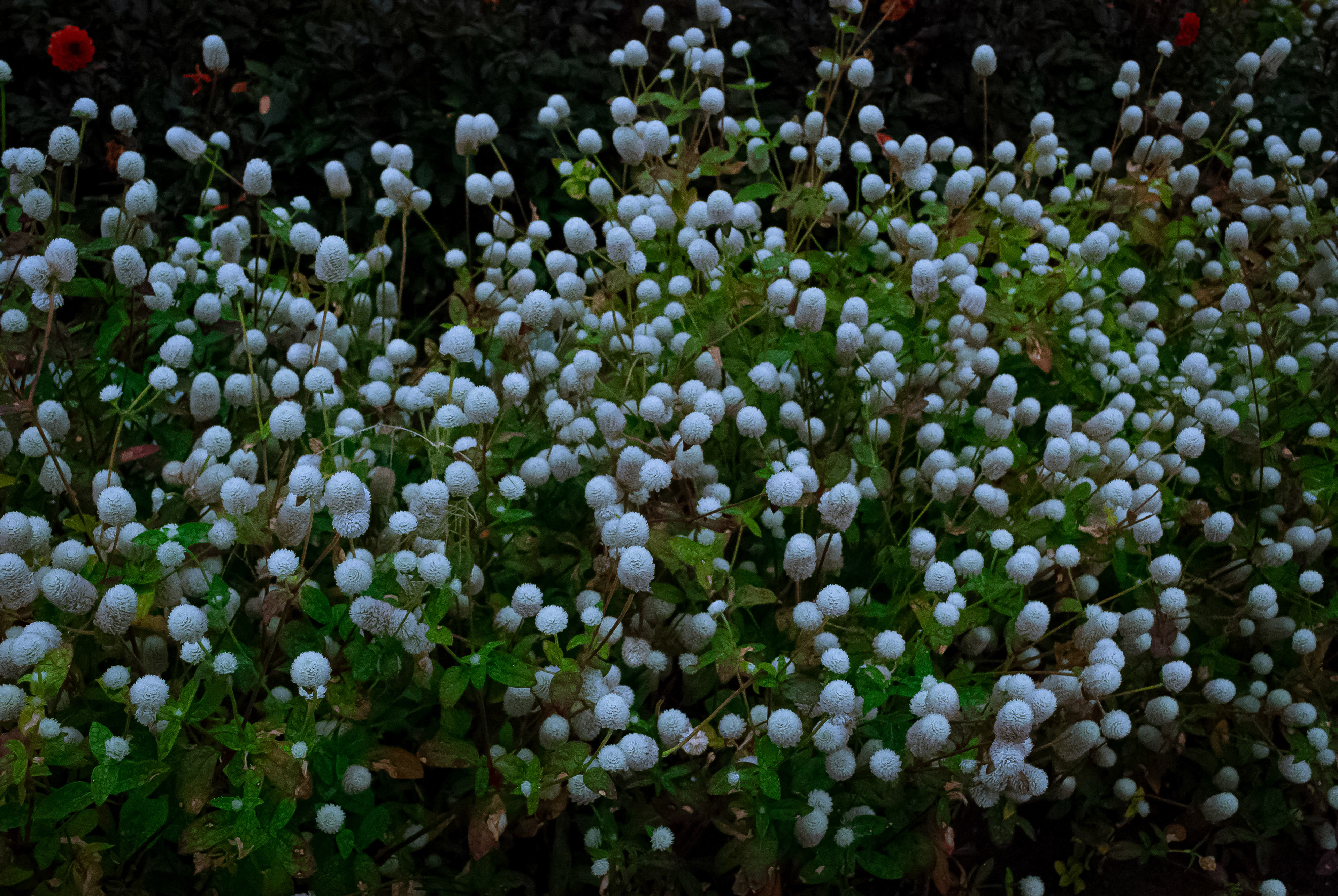 Floricultura Lusitana — imagem 2