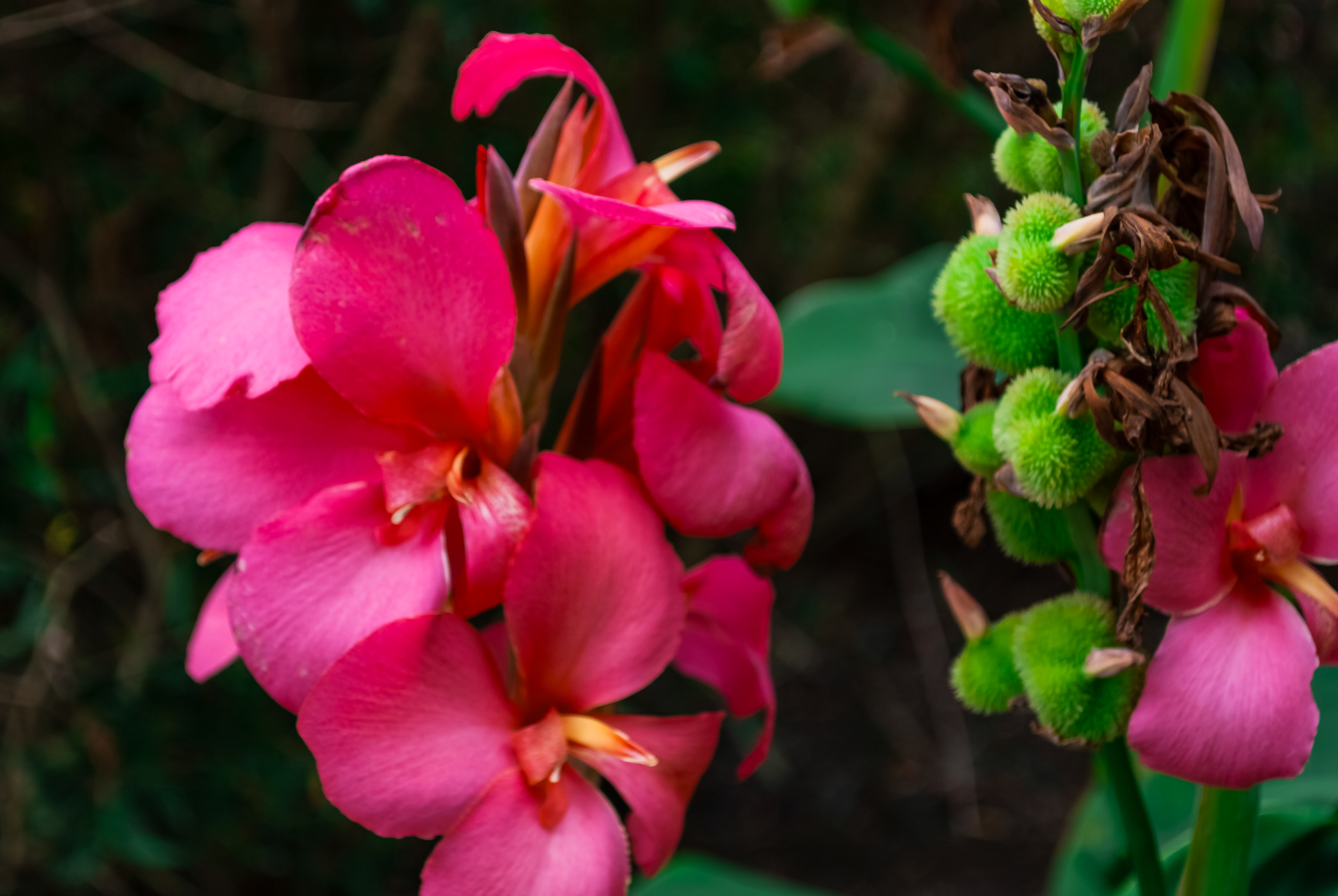 Floricultura Lusitana — imagem 15
