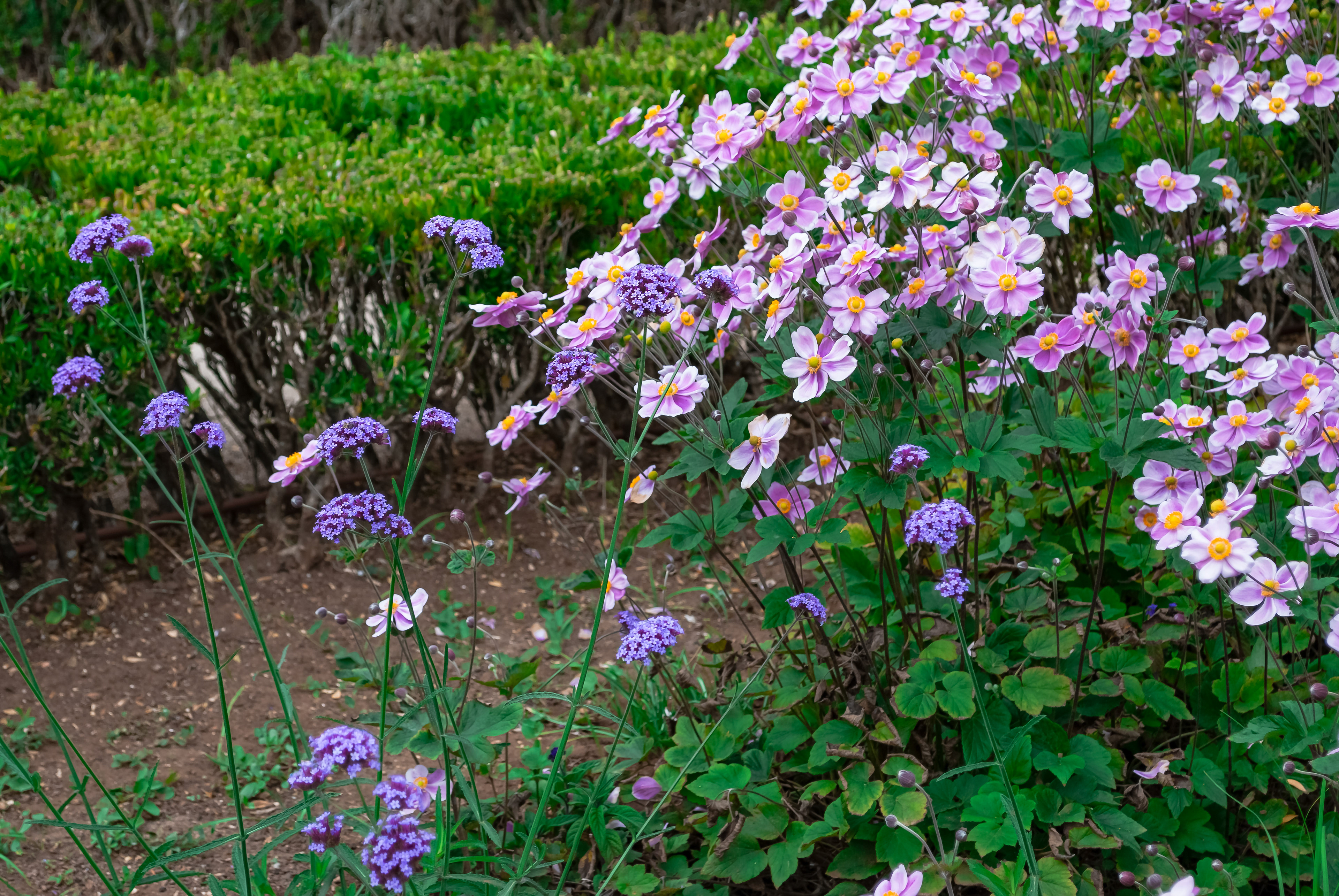 Floricultura Lusitana — imagem 36