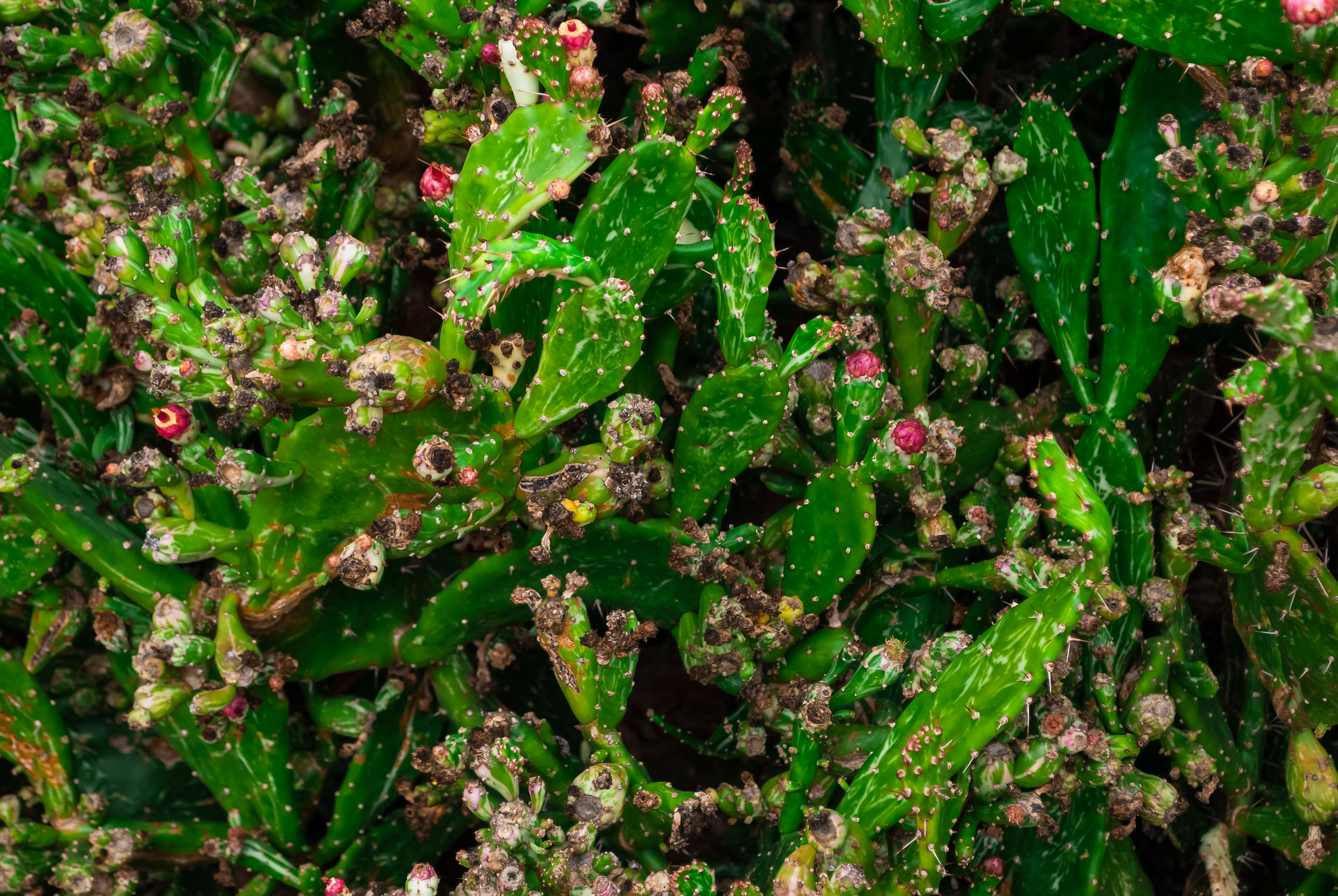 Floricultura Lusitana — imagem 5
