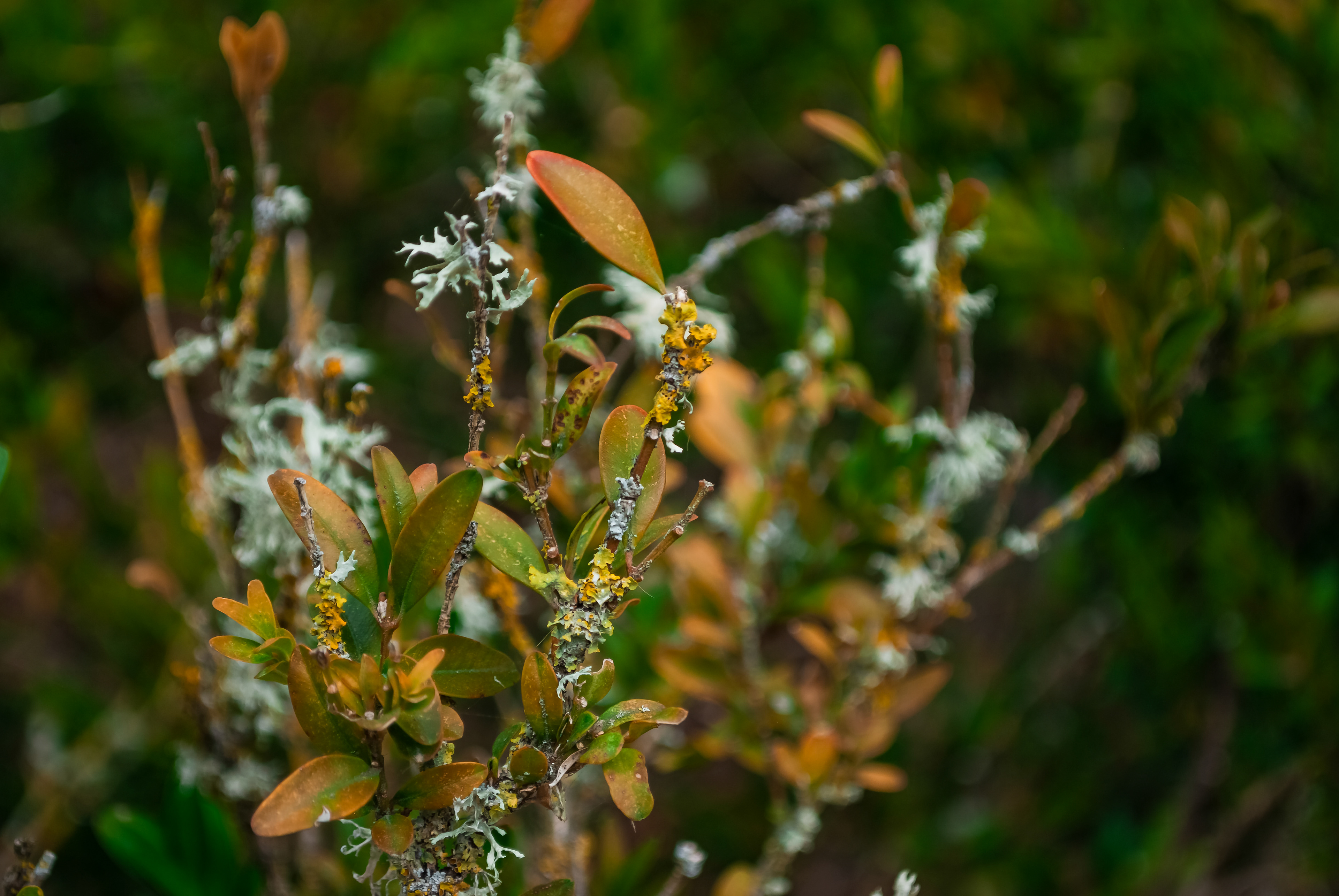 Floricultura Lusitana — imagem 22