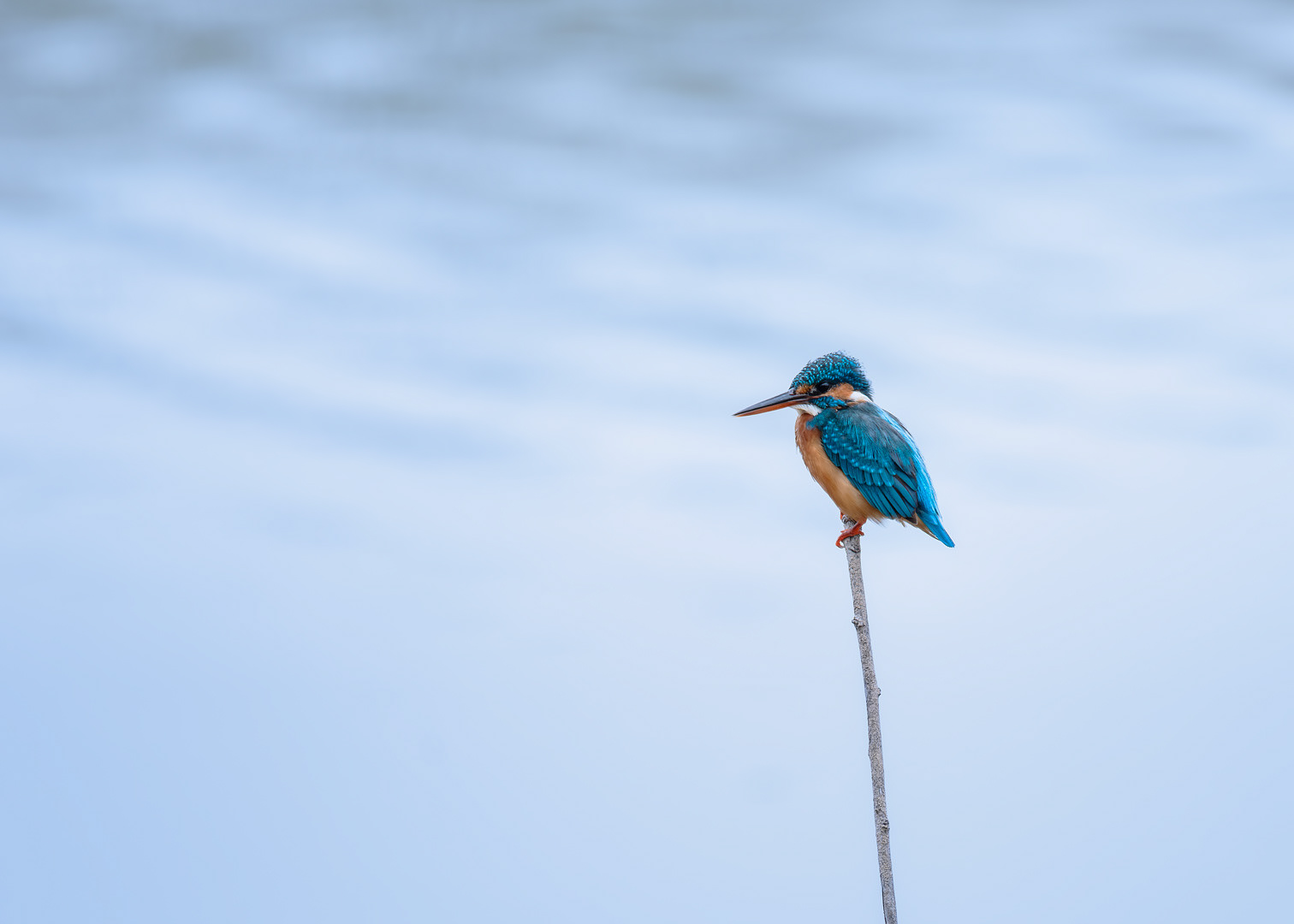 Common Kingfisher