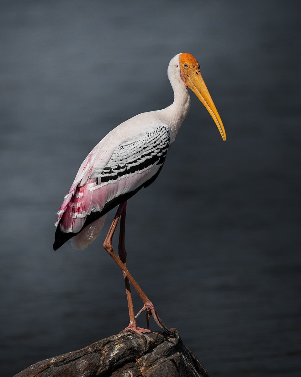 Painted Stork
