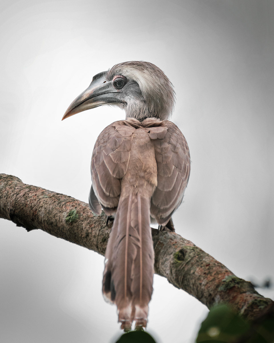 Gray Hornbill