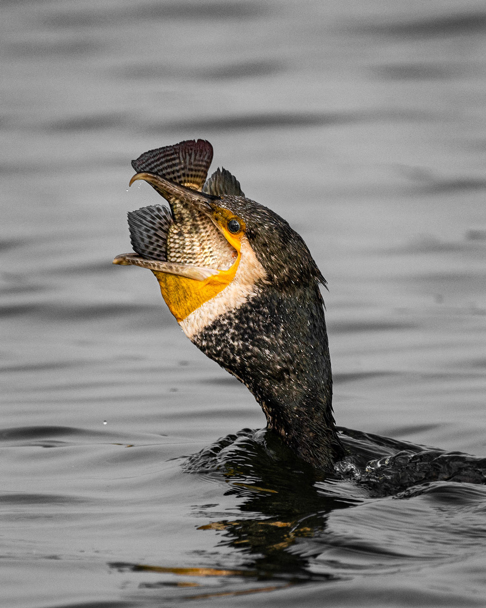 Cormorant