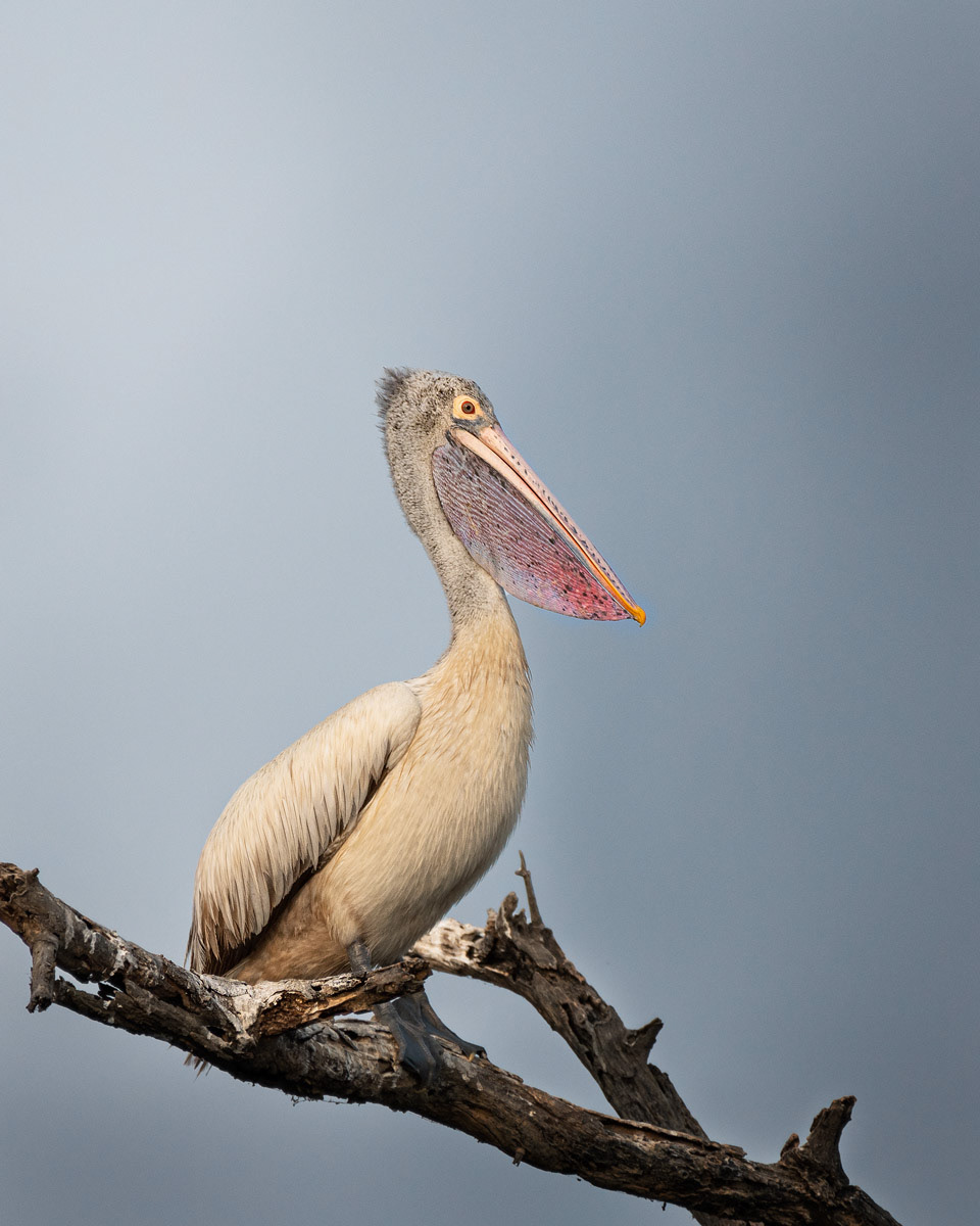 Pelican
