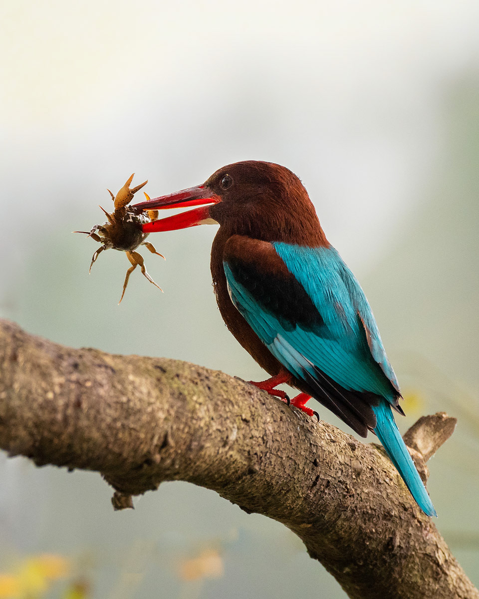 White-throated Kingfisher
