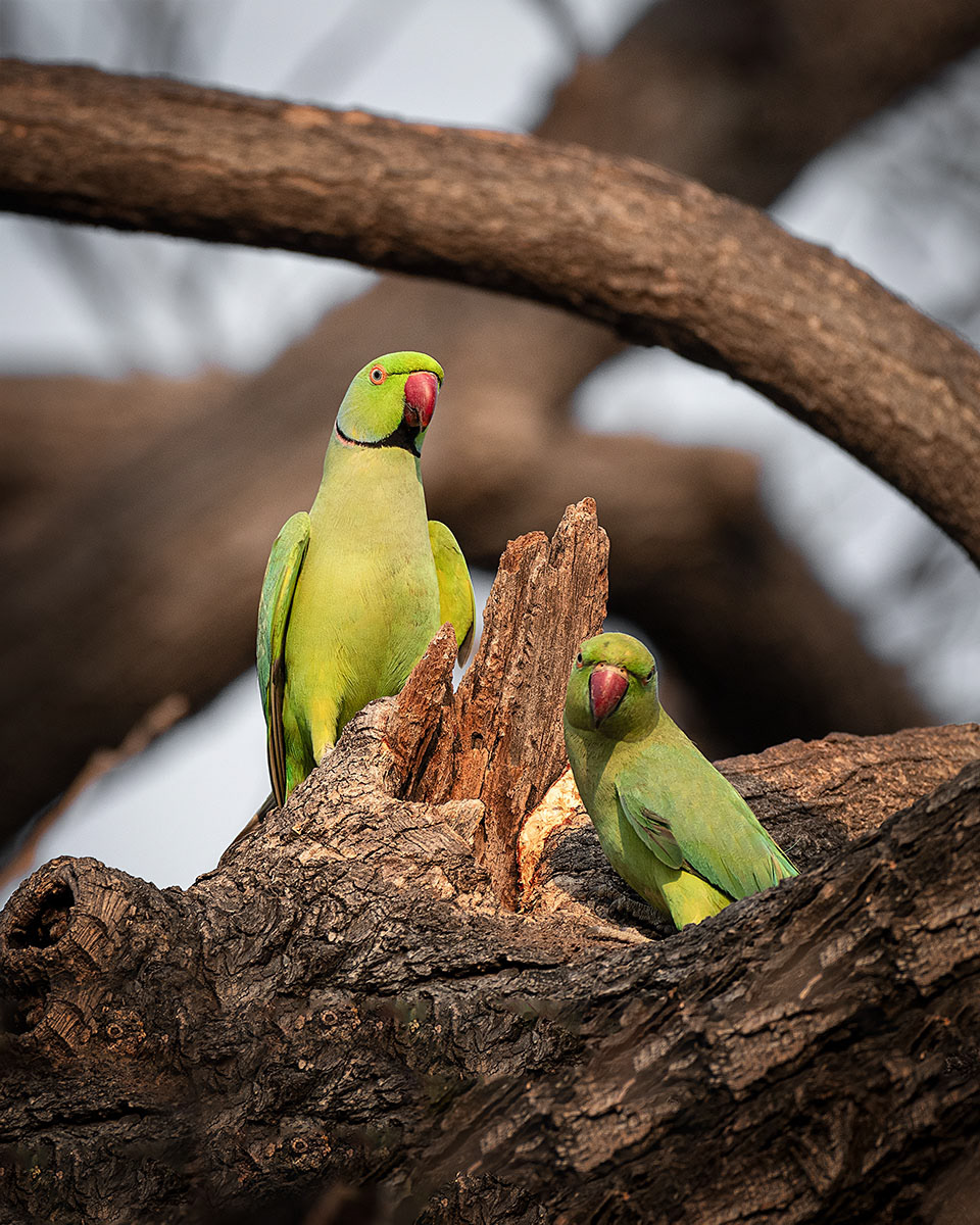 Rose-Ringed Parakeets