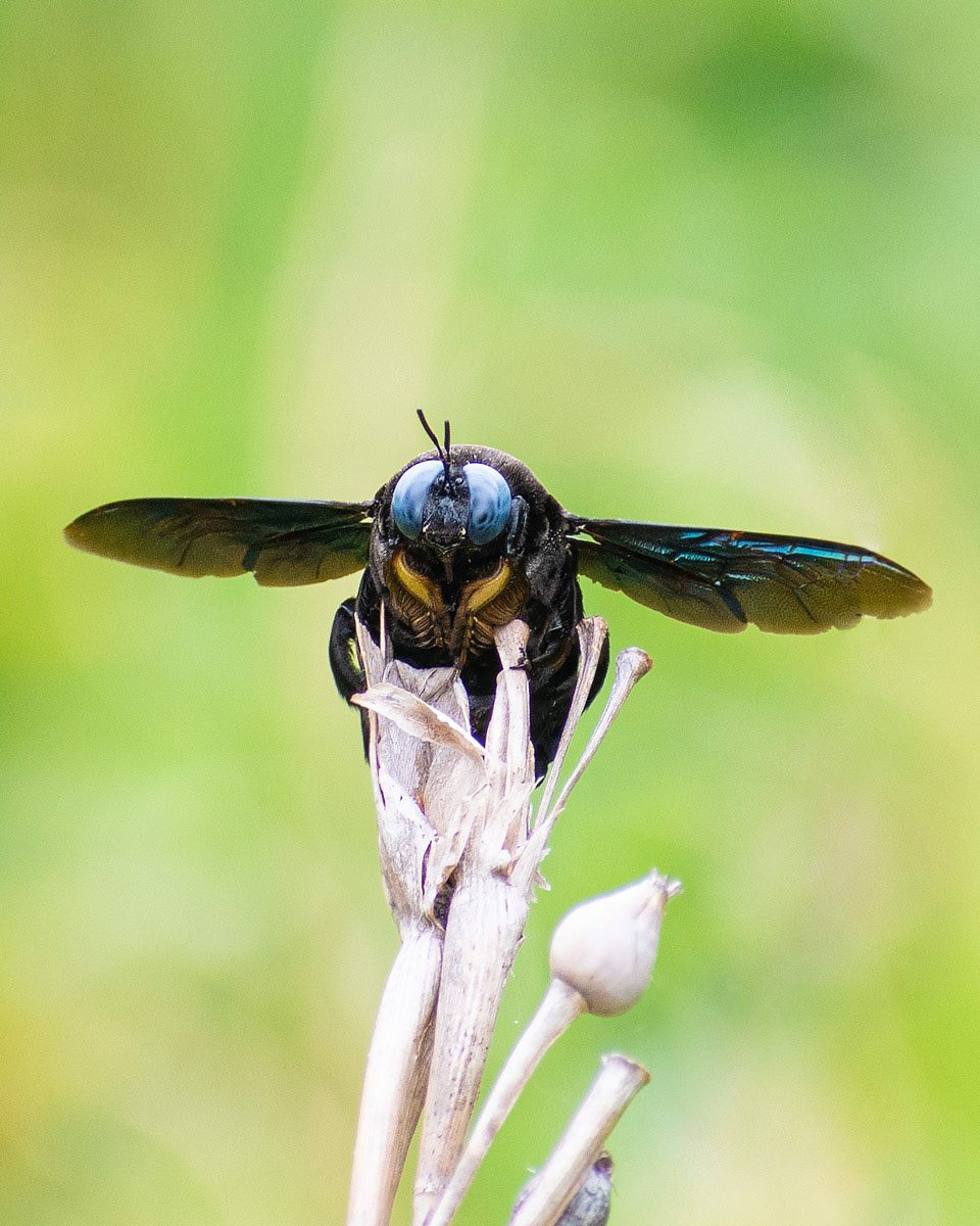 Carpenter Bee