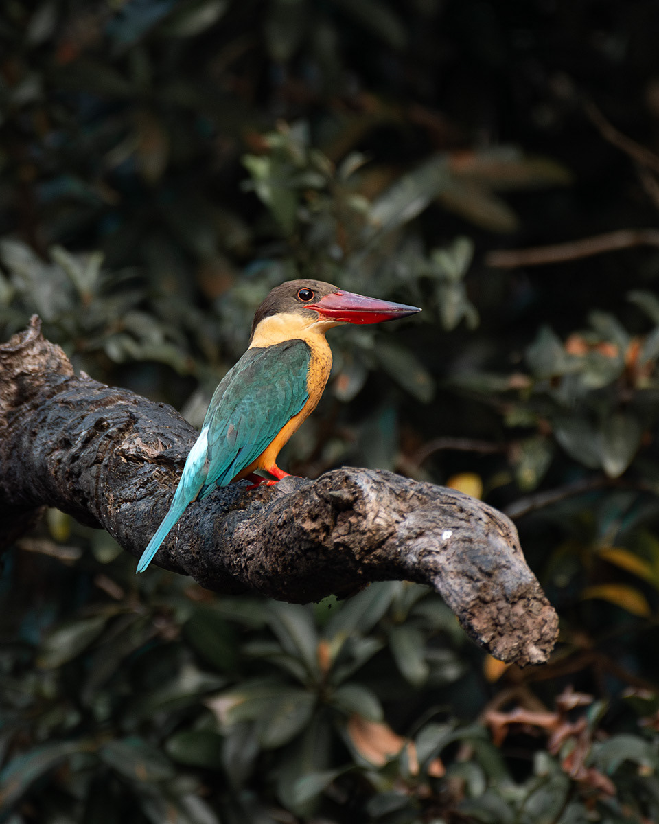 Stork-billed Kingfisher