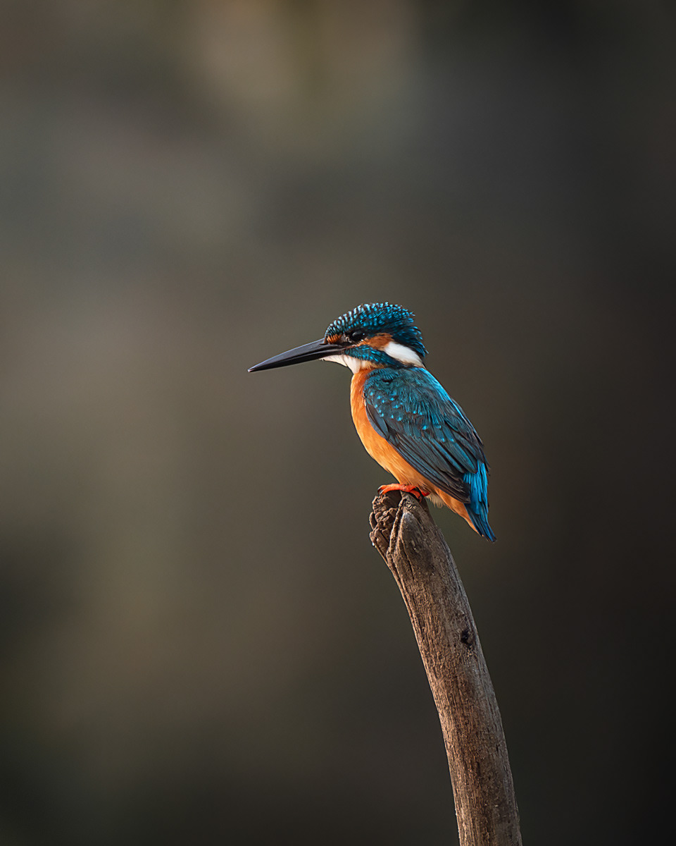 Common Kingfisher