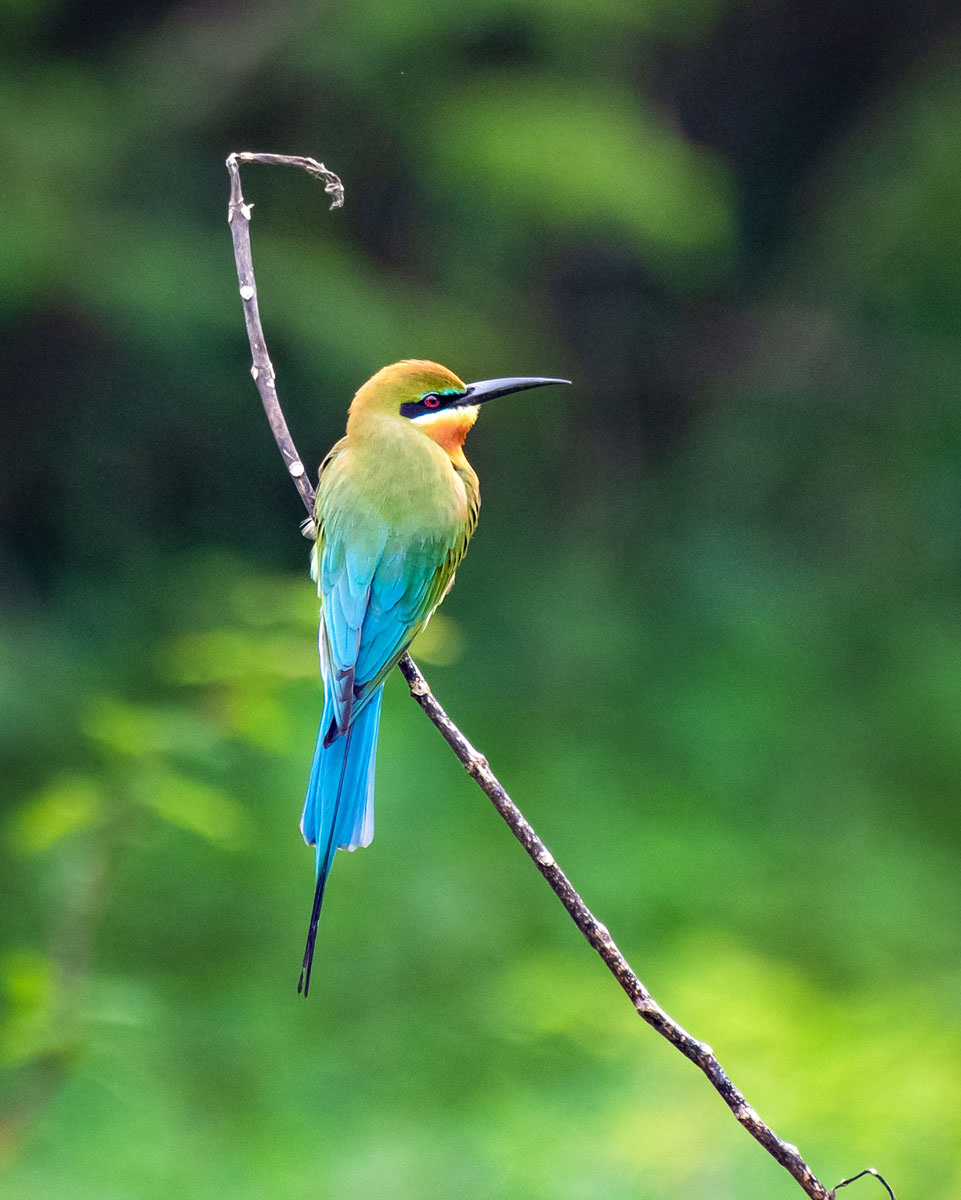 Blue-Tailed Bee-Eater