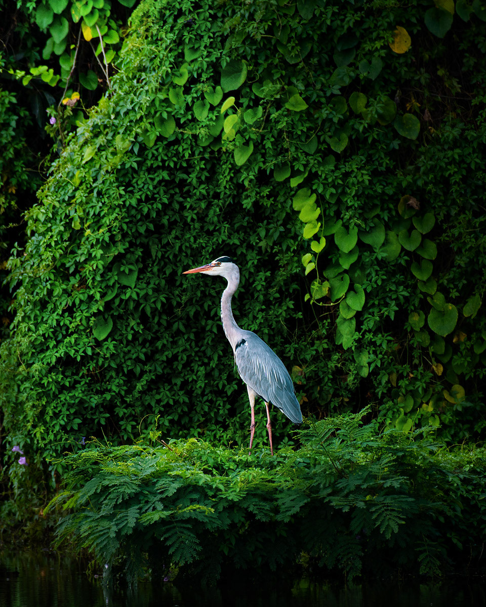 Grey Heron
