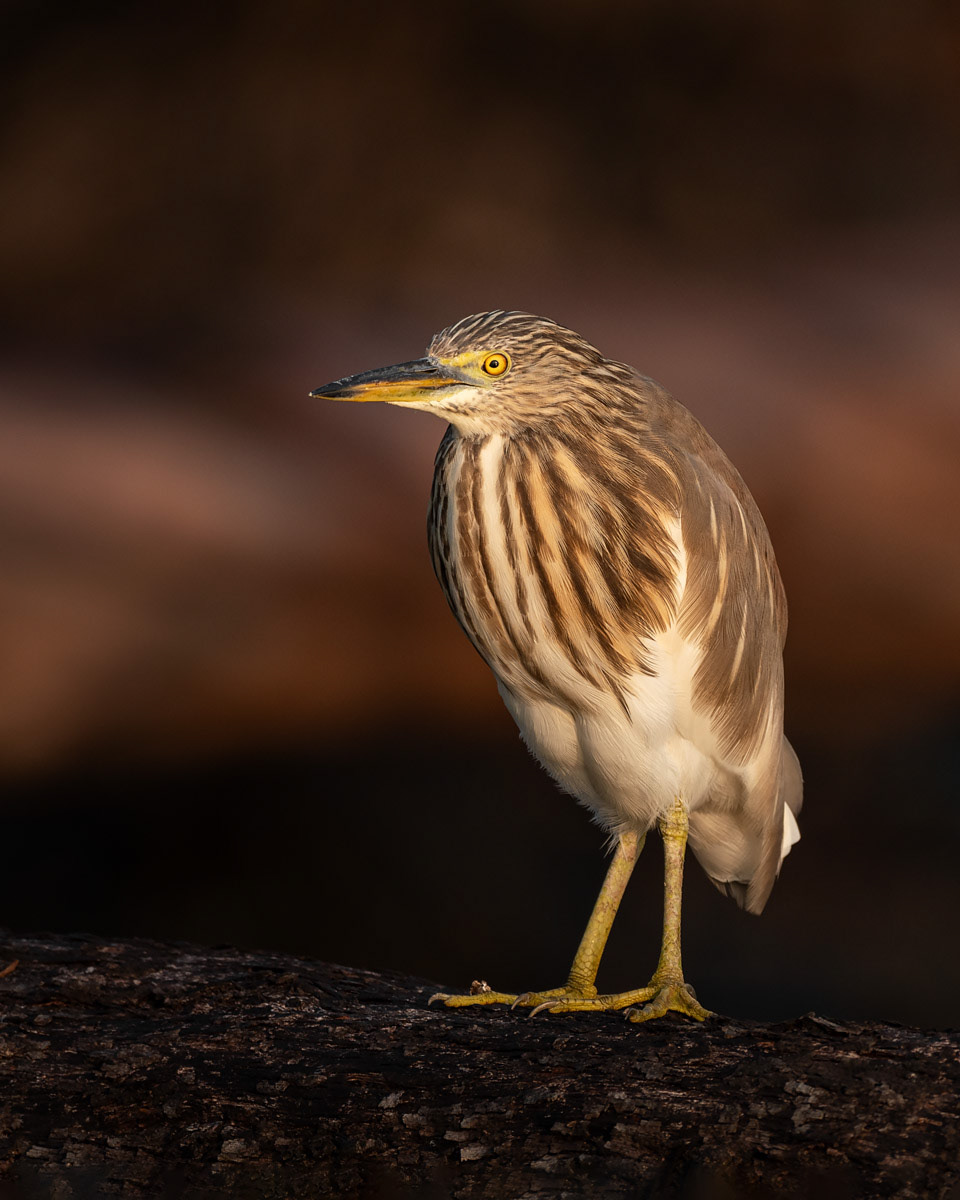 Indian Pond Heron