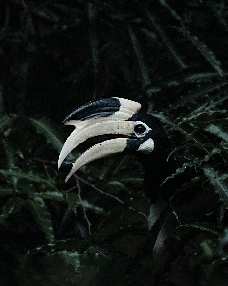 Malabar Pied Hornbill